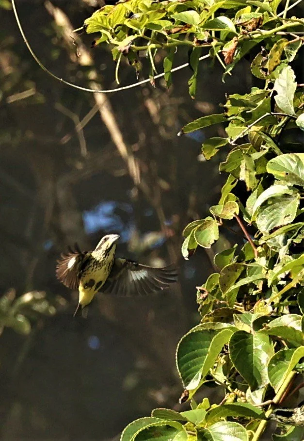 Spot-winged Grosbeak (Mycerobas melanozanthos) Fang Hotsprings Chiang Mai Thailand (37).jpg