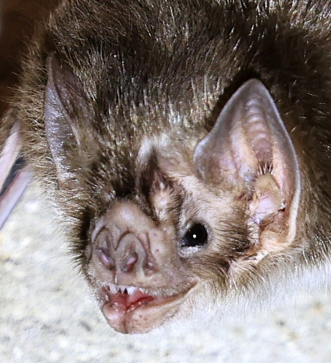 Common Vampire Bat (Desmodus rotundus) Abandoned house on road between Pozo Colorado & Asuncion 