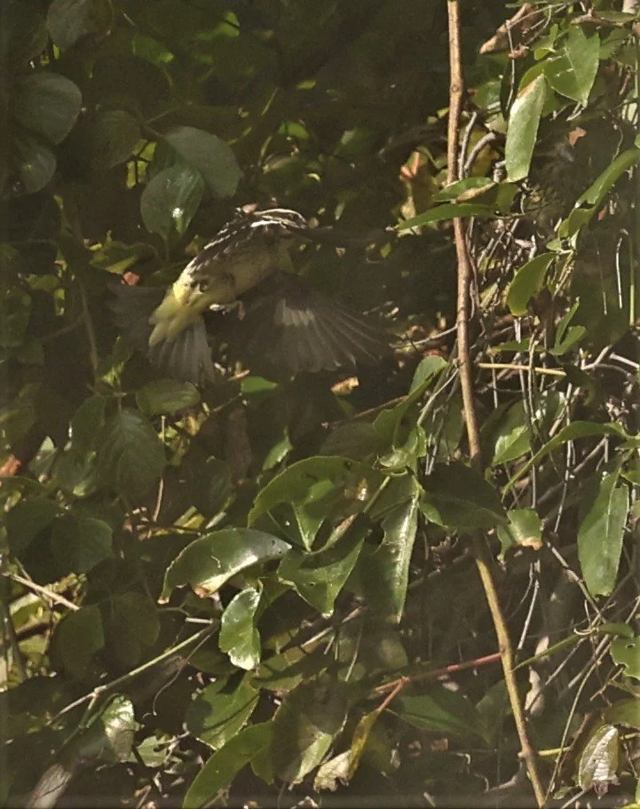Spot-winged Grosbeak (Mycerobas melanozanthos) Fang Hotsprings Chiang Mai Thailand (32).jpg