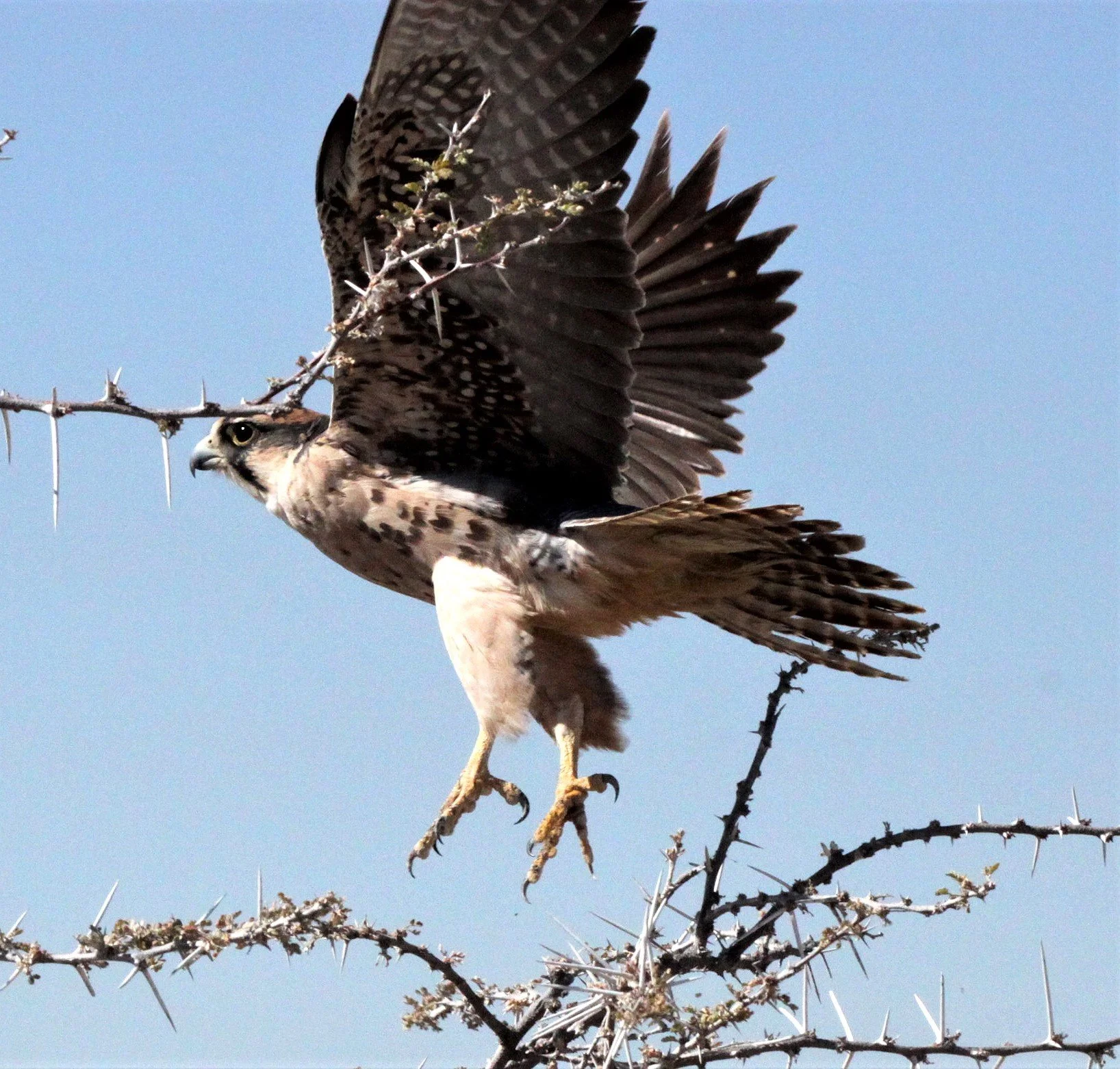 Falco biarmicus - LANNER FALCON - ETOSHA NATIONAL PARK NAMIBIA aa.jpg