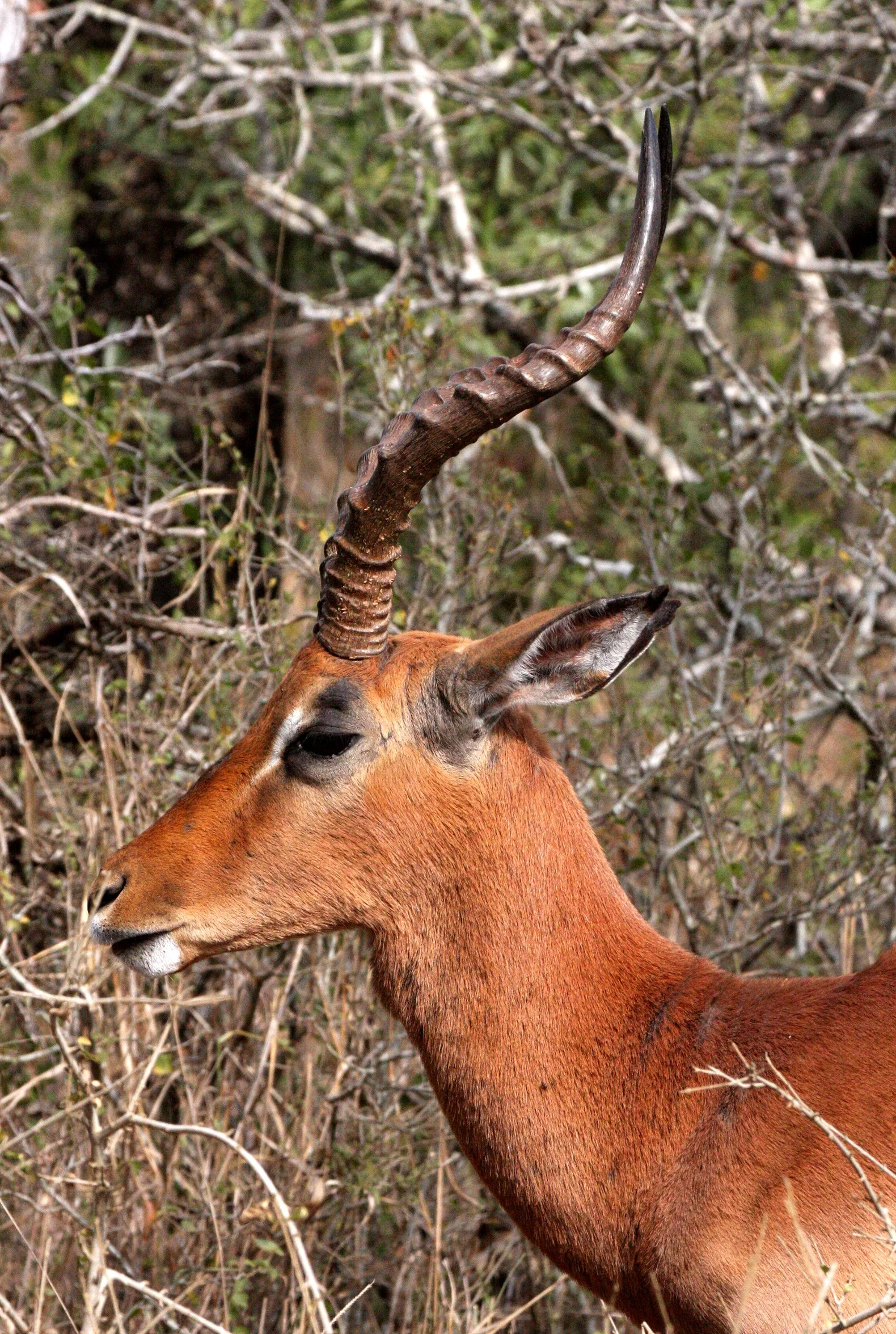 IMPALA - COMMON IMPALA - Aepyceros melampus - IMFOLOZI NATIONAL PARK SOUTH AFRICA (4).JPG