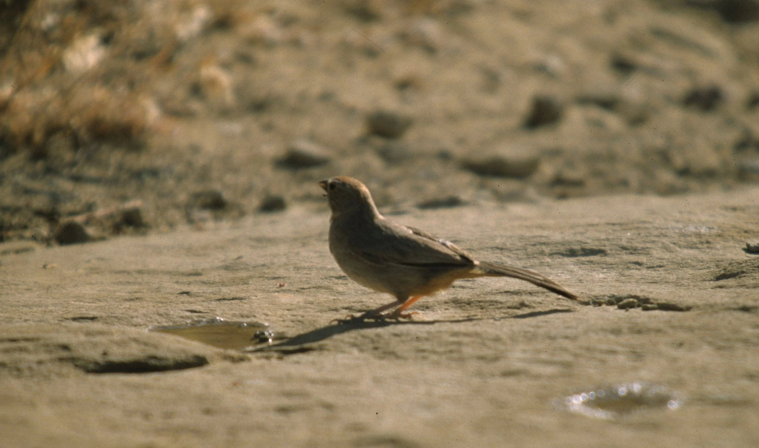 Canyon Towhee (Melozone fusca) Chaco National Monument New Mexico (5).jpg