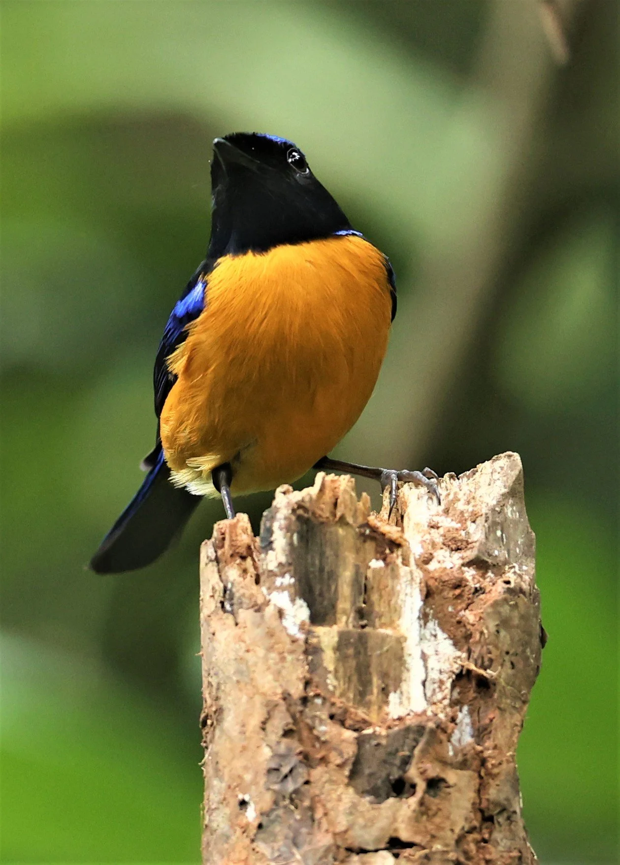 NILTAVA - RUFOUS-BELLIED NILTAVA - Niltava sundar - DOI INTHANON NP CHIANG MAI, DEC 2021 (78).JPG