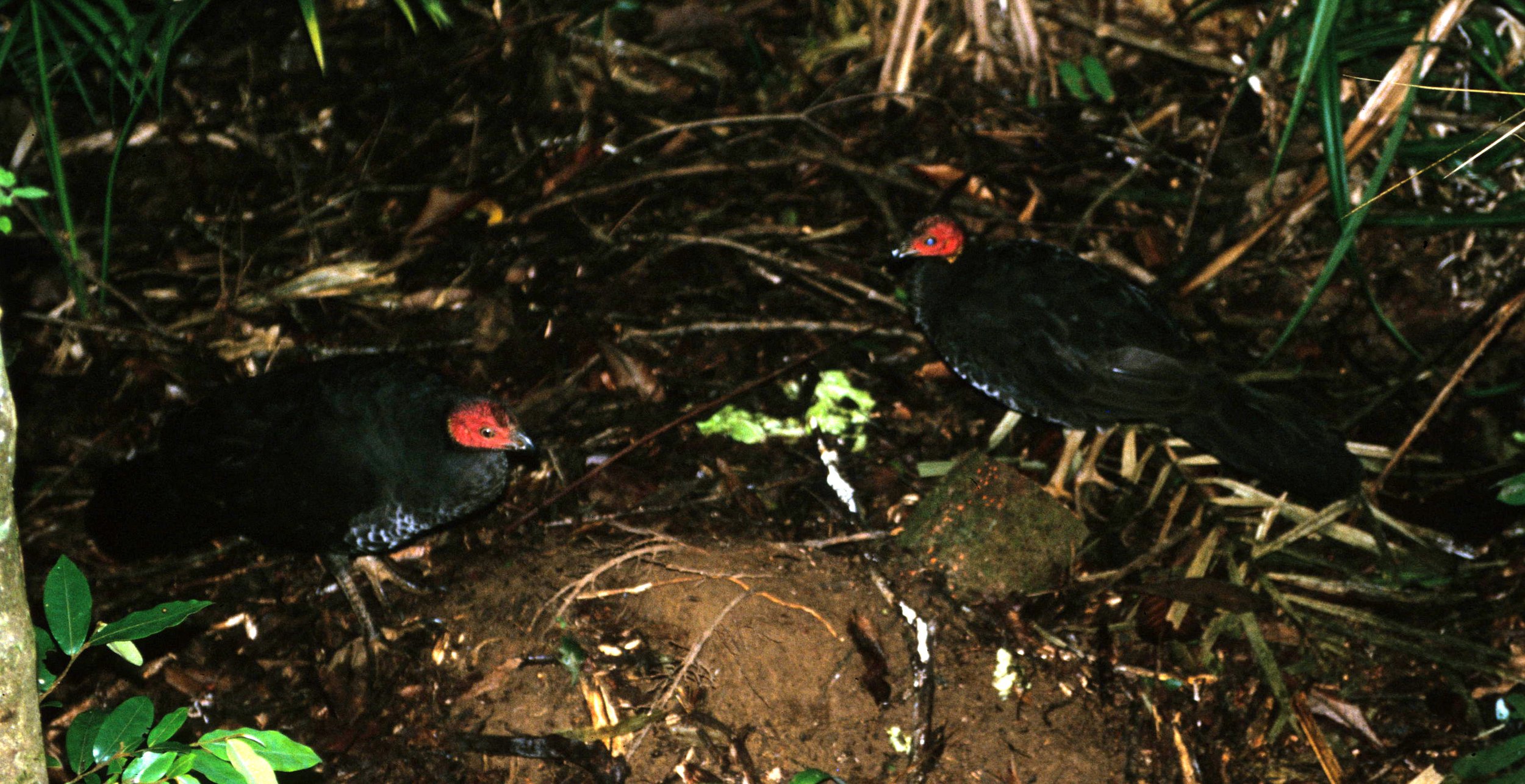BIRD - AUSTRALIAN BUSH TURKEY - CAPE YORK AUSTRALIA (3).jpg