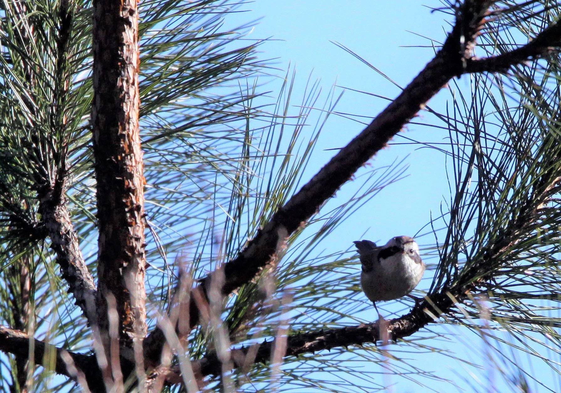 BIRD - FULVETTA - WHITE-BROWED FULVETTA - ALCIPPE VINIPECTUS - LIJIANG HIGHLANDS YUNNAN CHINA (9).JPG