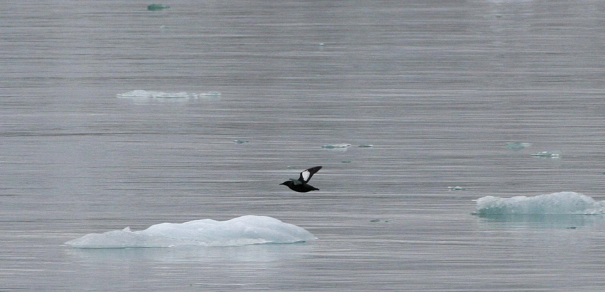 Cepphus grylle mandtii - BLACK GUILLEMOT - SVALBARD (7).jpg