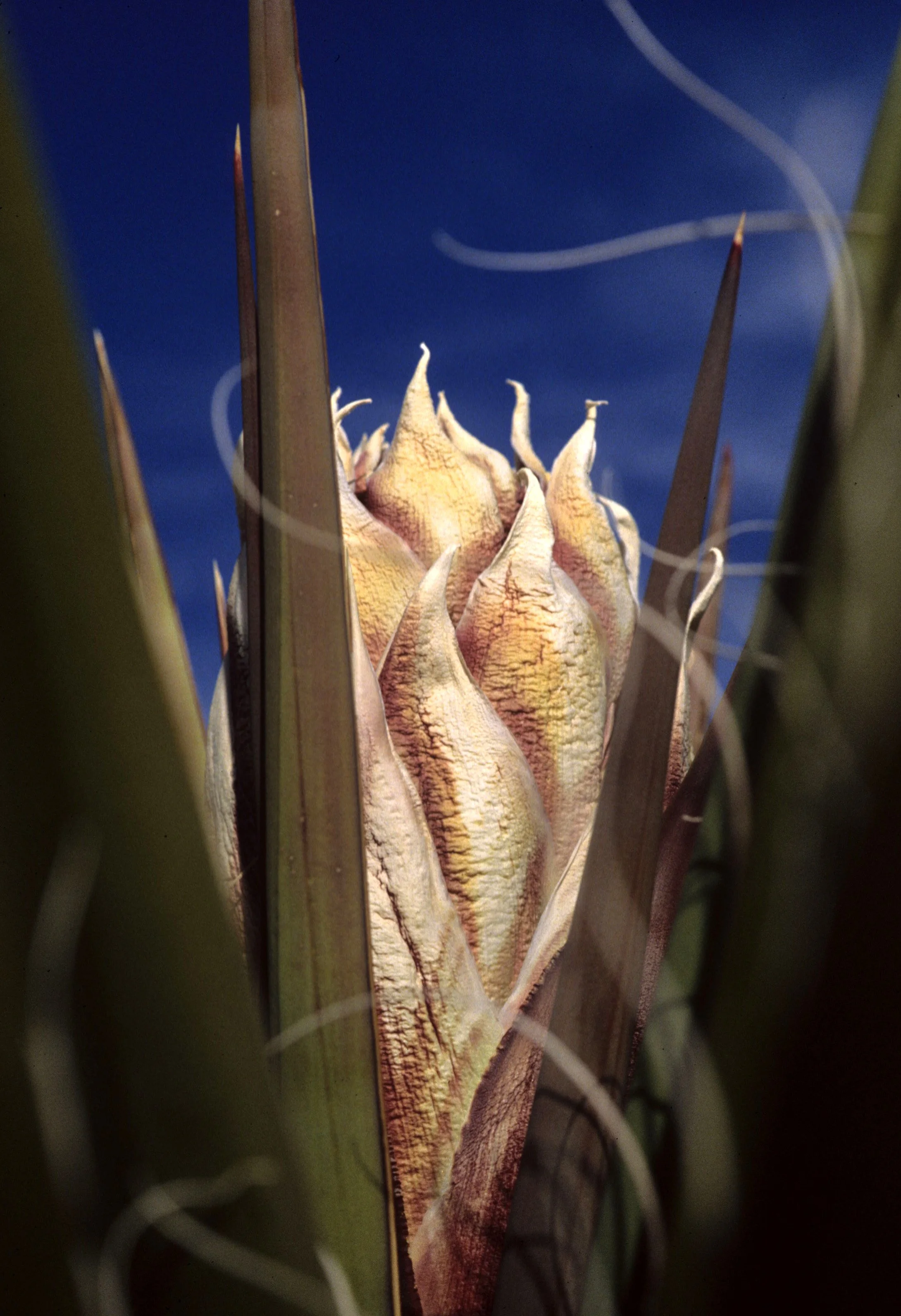 JOSHUA TREE - LILIACEAE - YUCCA SPECIES - NIGHT BLOOMER.jpg