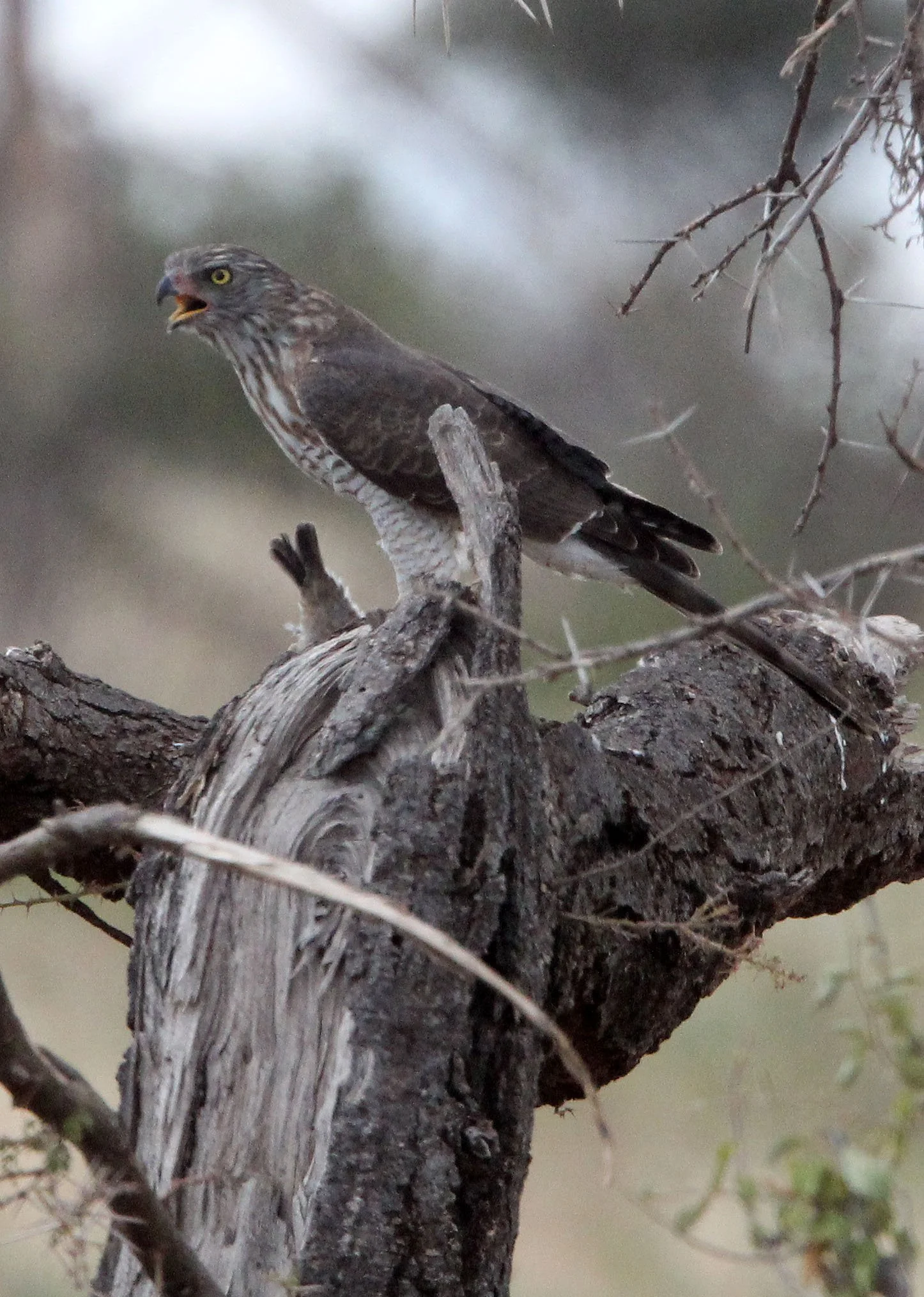 BIRD - GOSHAWK - AFRICAN GOSHAWK - SAMBURU NATIONAL PARK KENYA (1).JPG