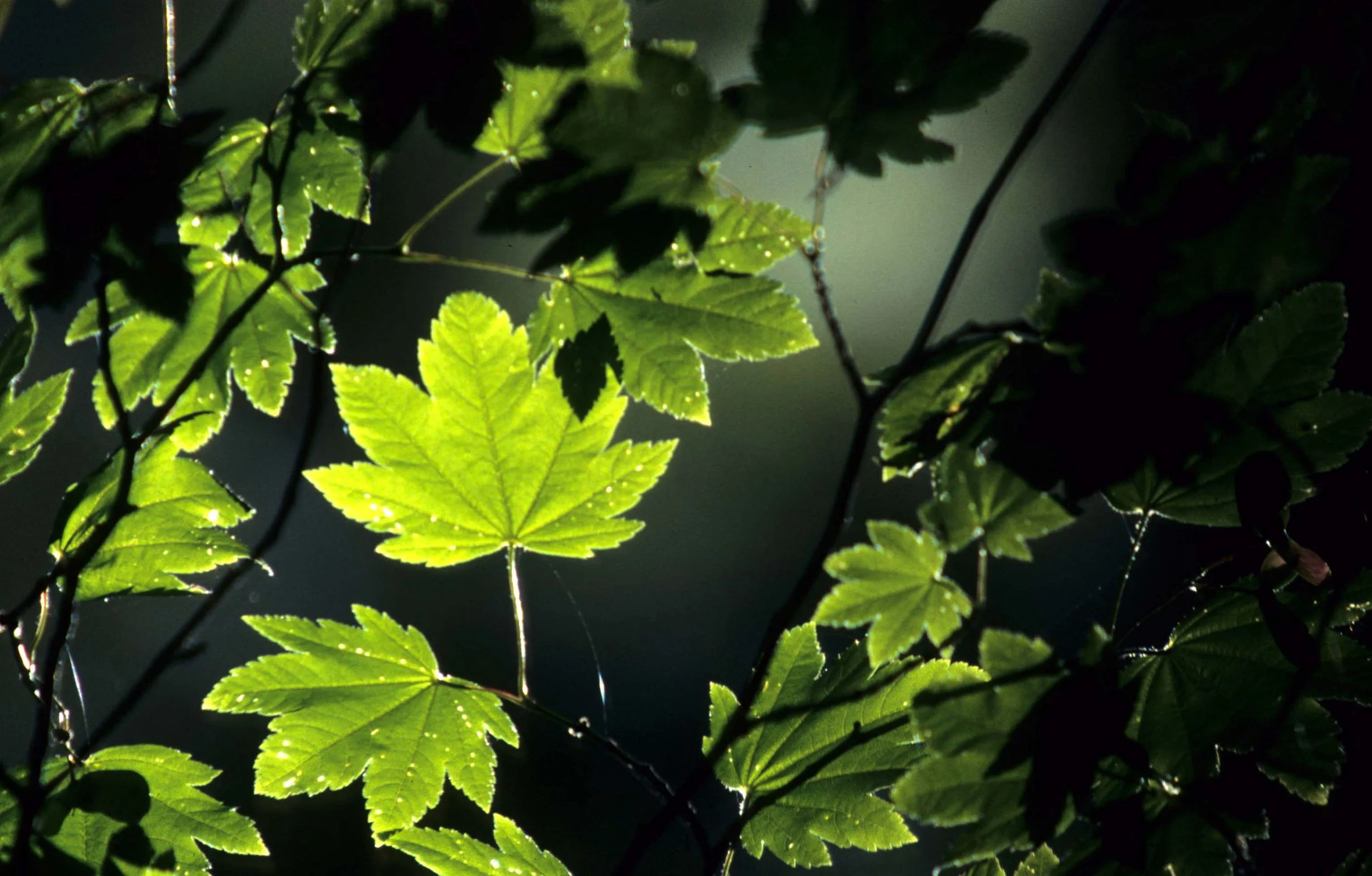 CALIFORNIA - REDWOODS NP - ACER SPECIES - VINE MAPLE (2).jpg