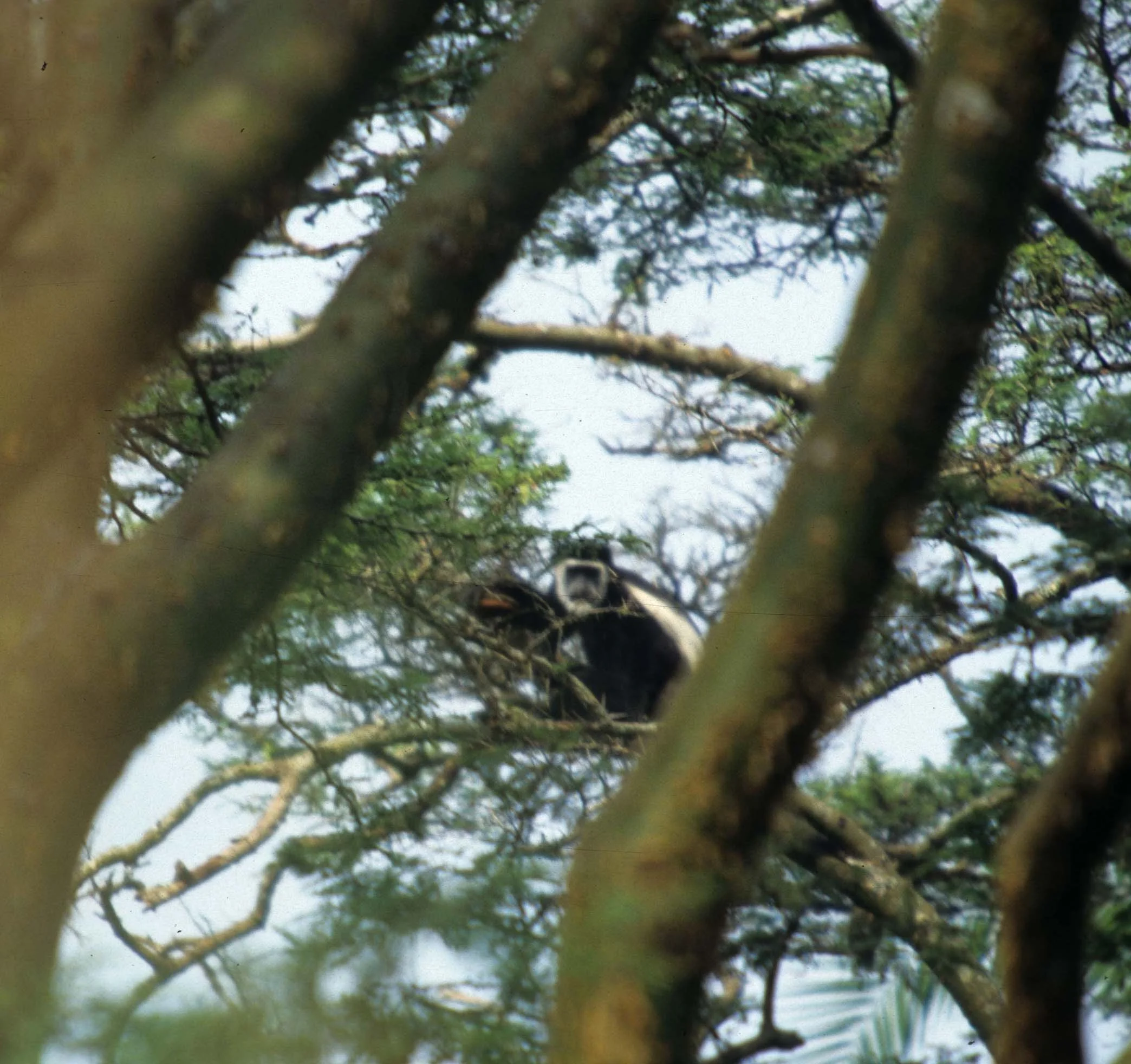 PRIMATE - BLACK AND WHITE COLOBUS - UGANDAD.jpg