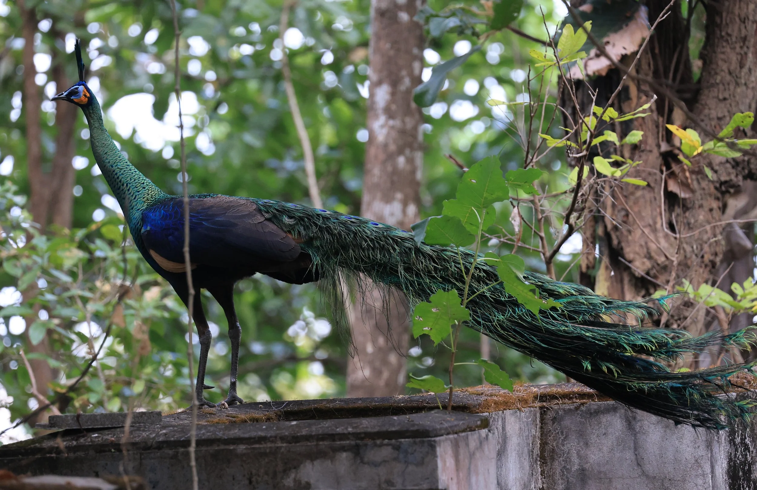 Green Peafowl (Pavo muticus) Doi Butsarakham Phayao Province (36).jpg