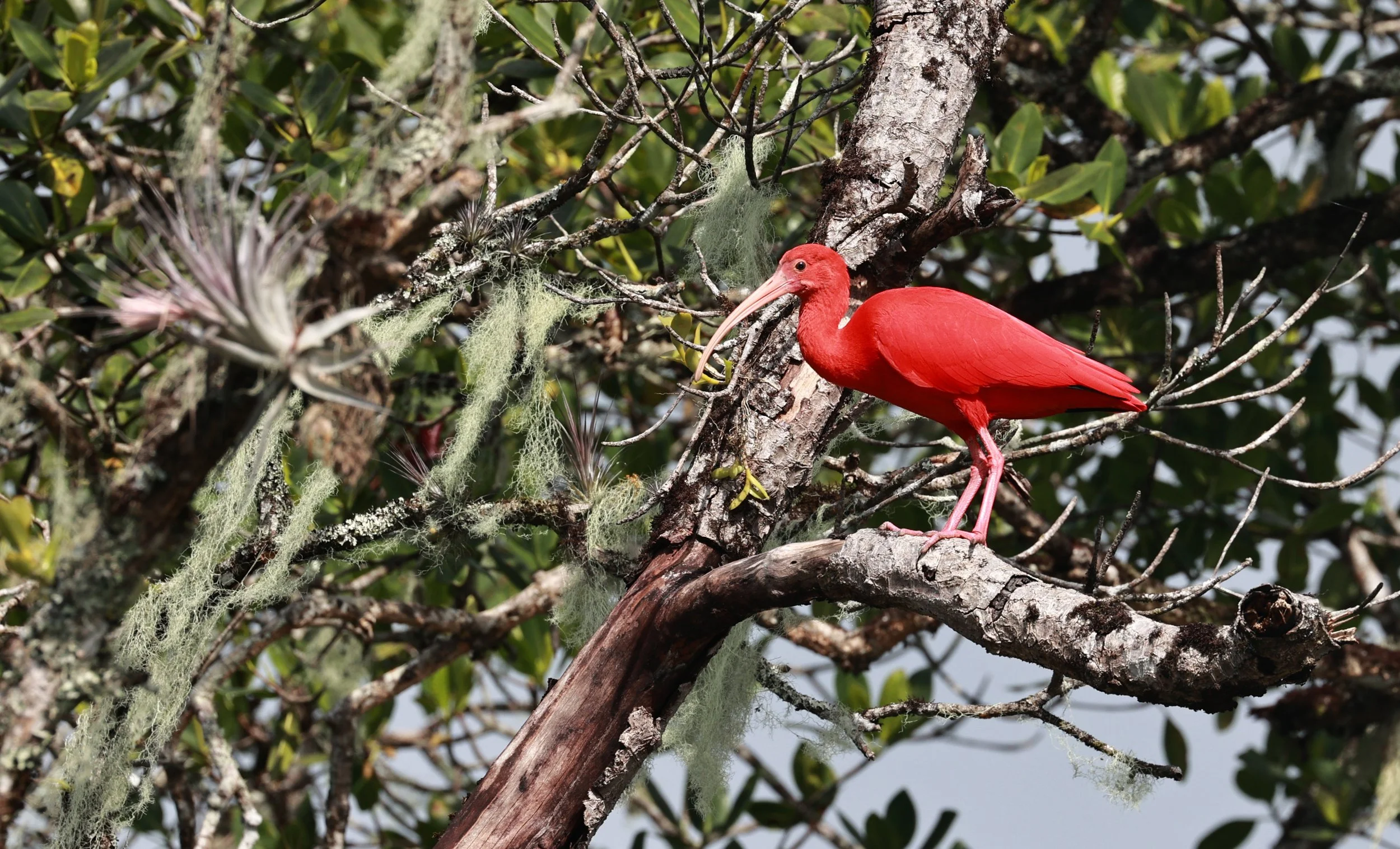 Scarlet Ibis (Eudocimus ruber) Superagüi National Park, Brazil (26).jpg