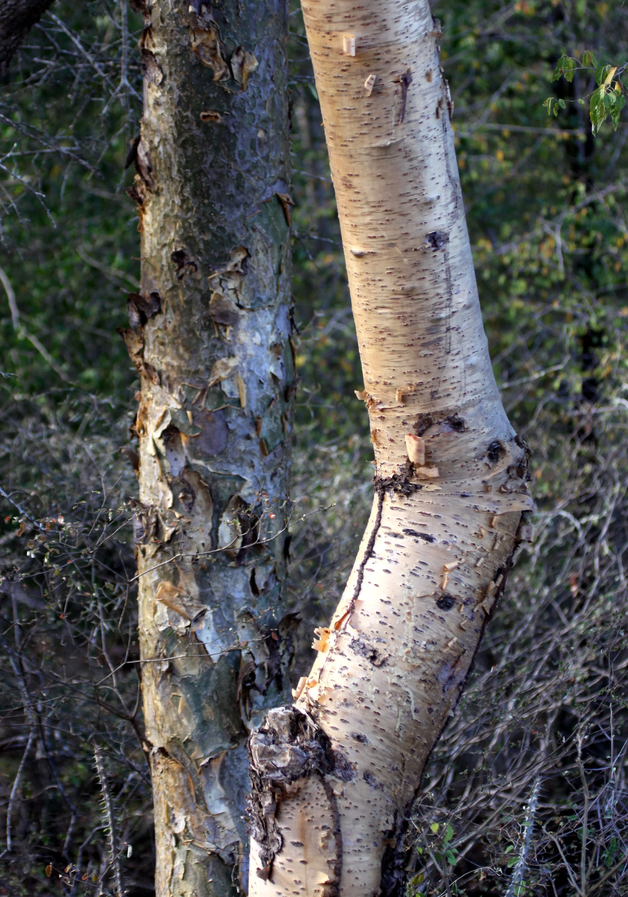 PLANT - TREE SPECIES - ANDOHAHELA NATIONAL PARK MADAGASCAR (2).JPG