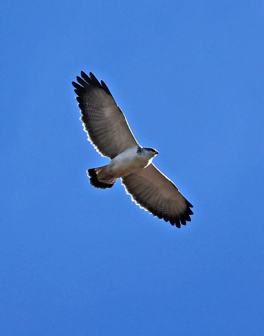 Hawk - Variable Hawk - Geranoaetus polyosoma - Papallacta Summit, Ecuador (3).jpg