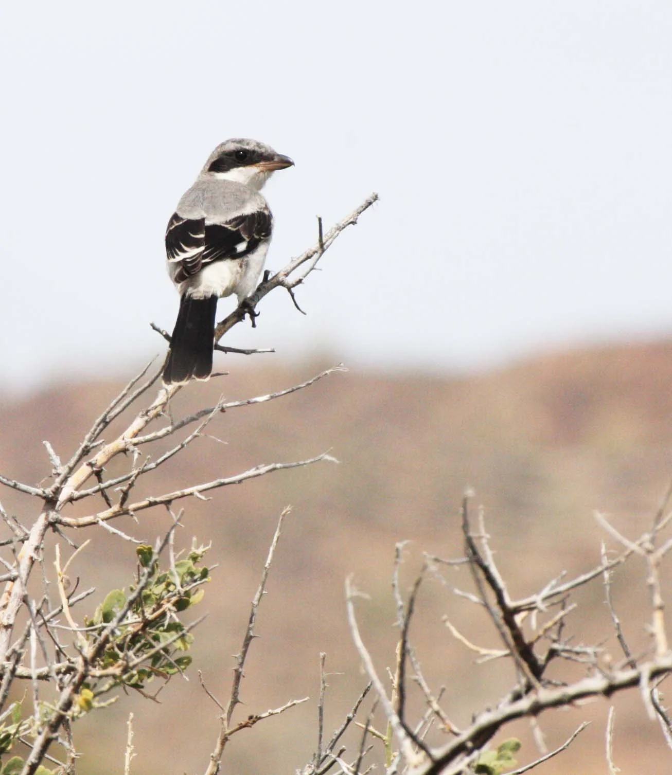Loggerhead Shrike (Lanius ludovicianus) Isla Catalina Baja Mexico