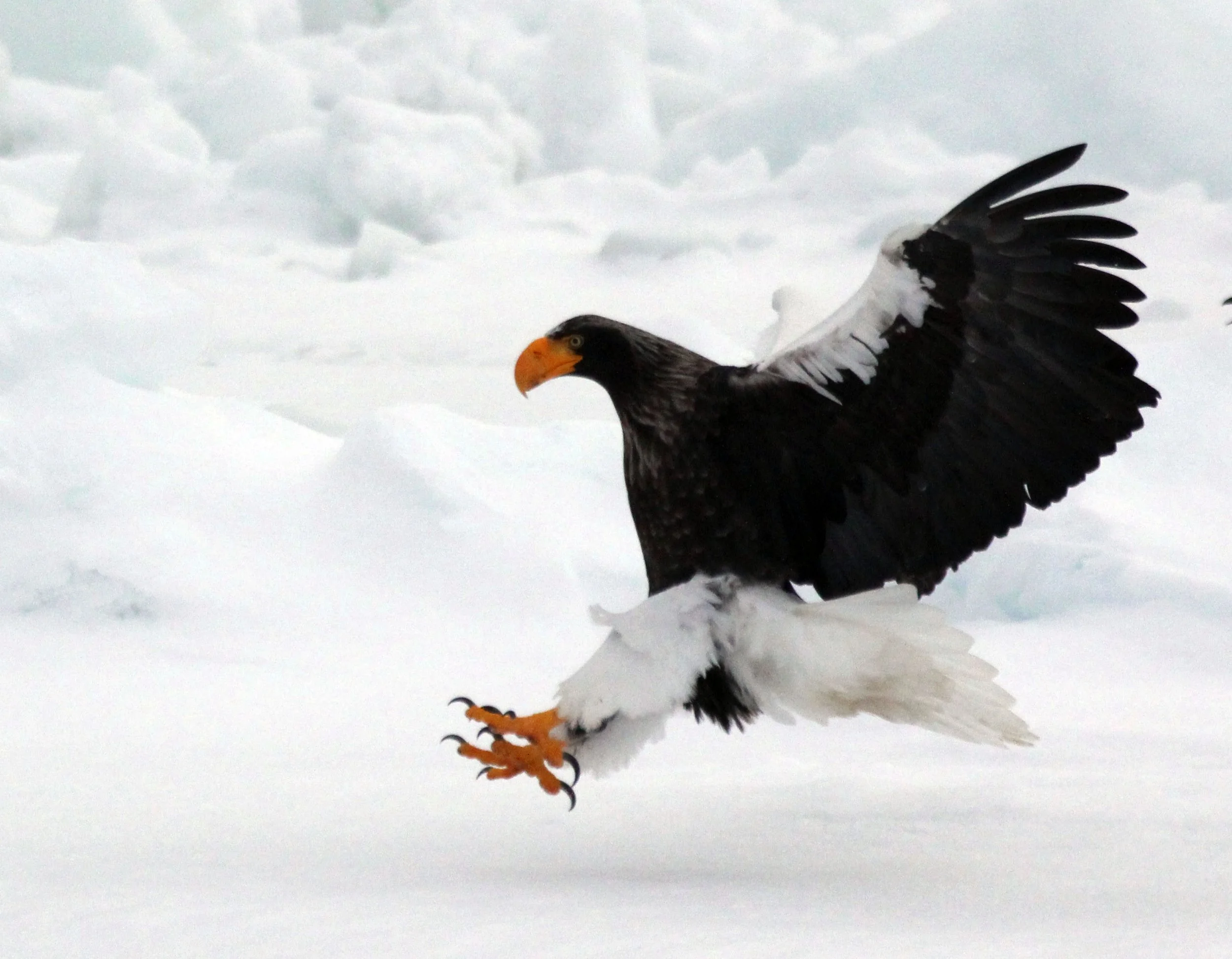 Haliaeetus pelagicus - STELLER'S SEA EAGLE - RAUSU, SHIRETOKO PENINSULA, HOKKAIDO JAPAN (335).JPG