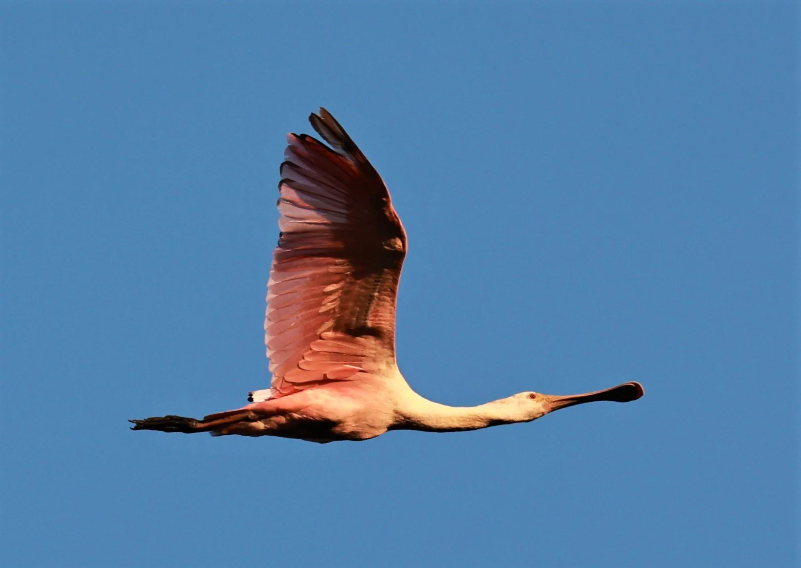 Spoonbill - Roseate Spoonbill - Platalea ajaja - Porto Alegre Lodge, Pantanal (3).JPG