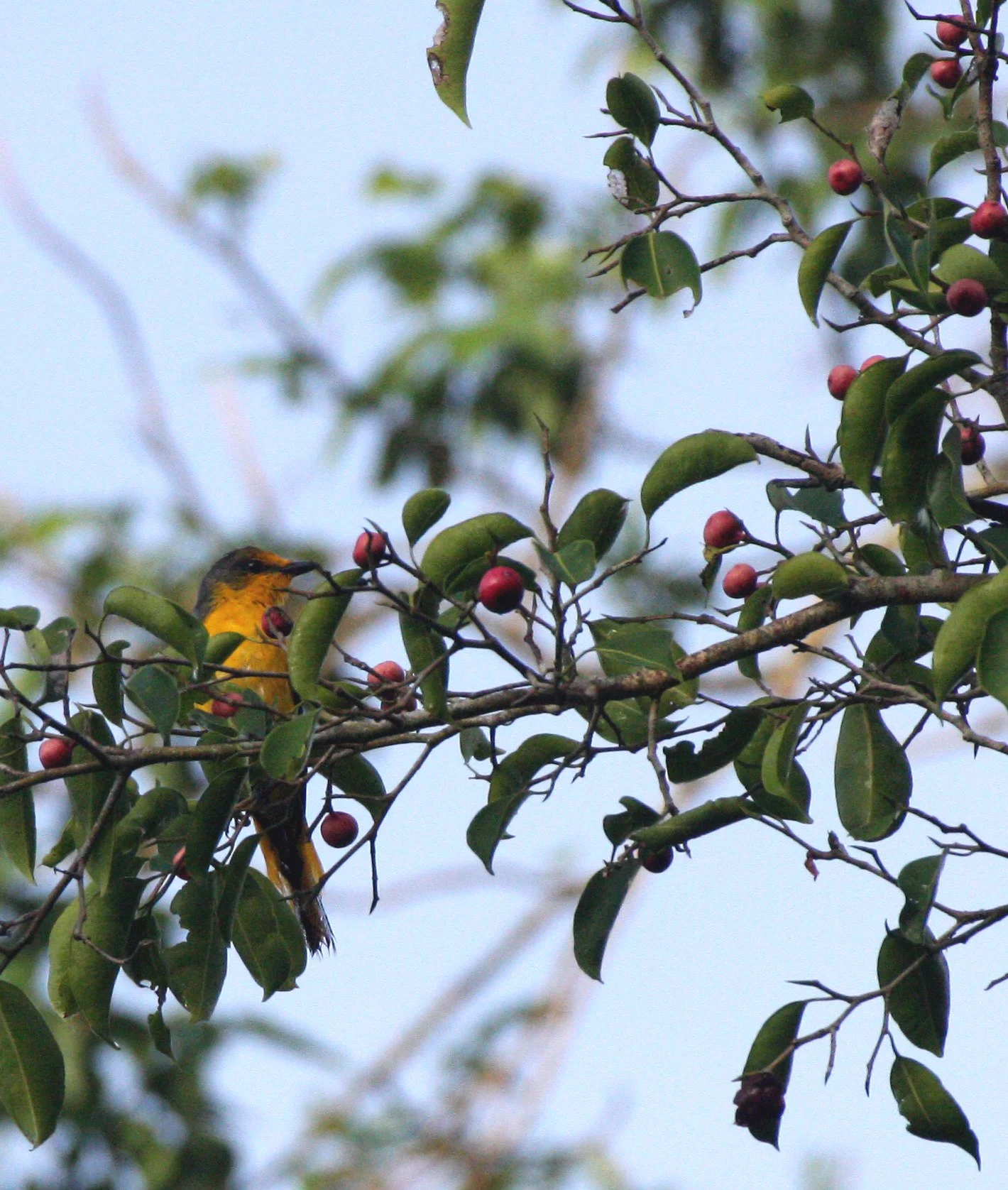 Scarlet Minivet (Pericrocotus speciosus) Kaeng Krachan NP Thailand (16).JPG