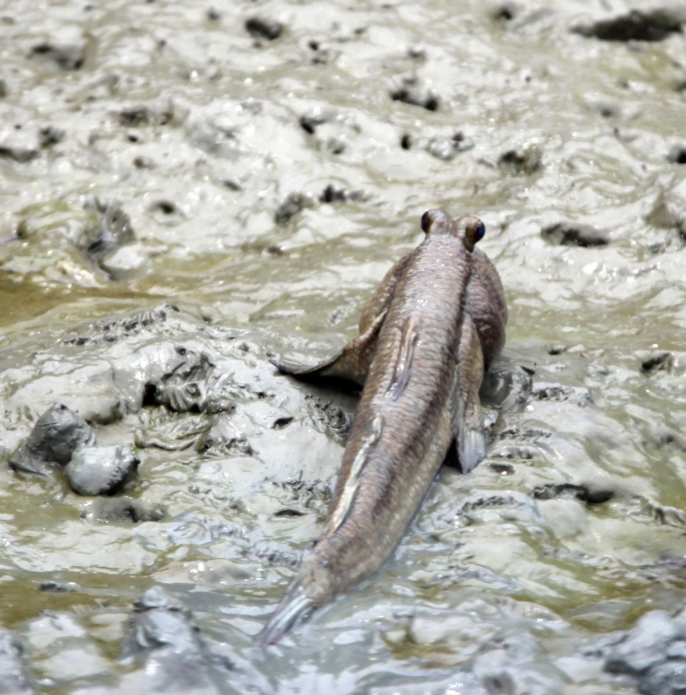 2014 Khao Sam Roi Yod Lungfish with Cokie & Som and Phil & Shelley Summer Travels.JPG
