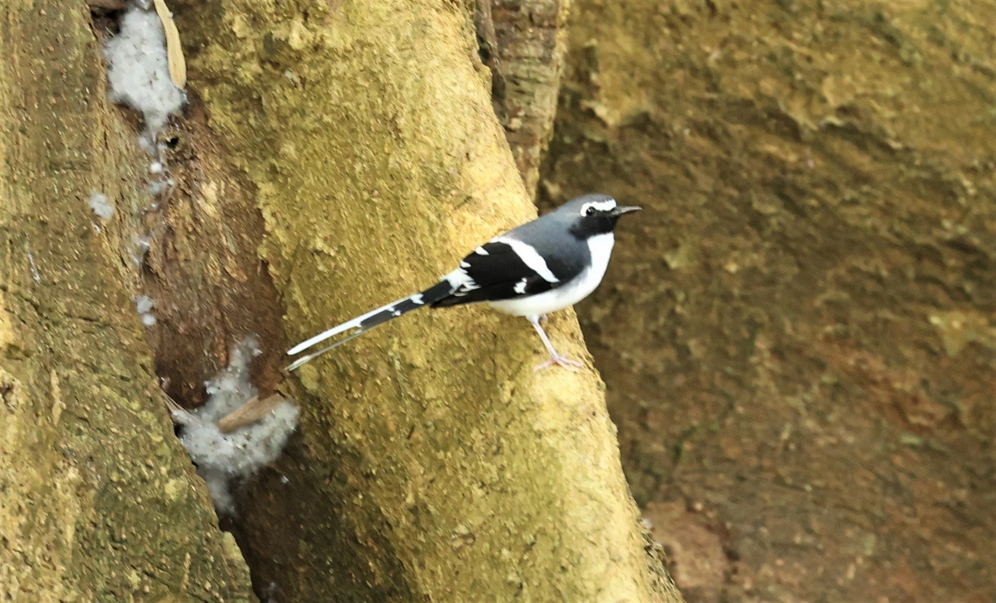 FORKTAIL - SLATY-BACKED FORKTAIL - Enicurus schistaceus - DOI INTHANON NP, CHIANG MAI DEC 2021 (1).jpg