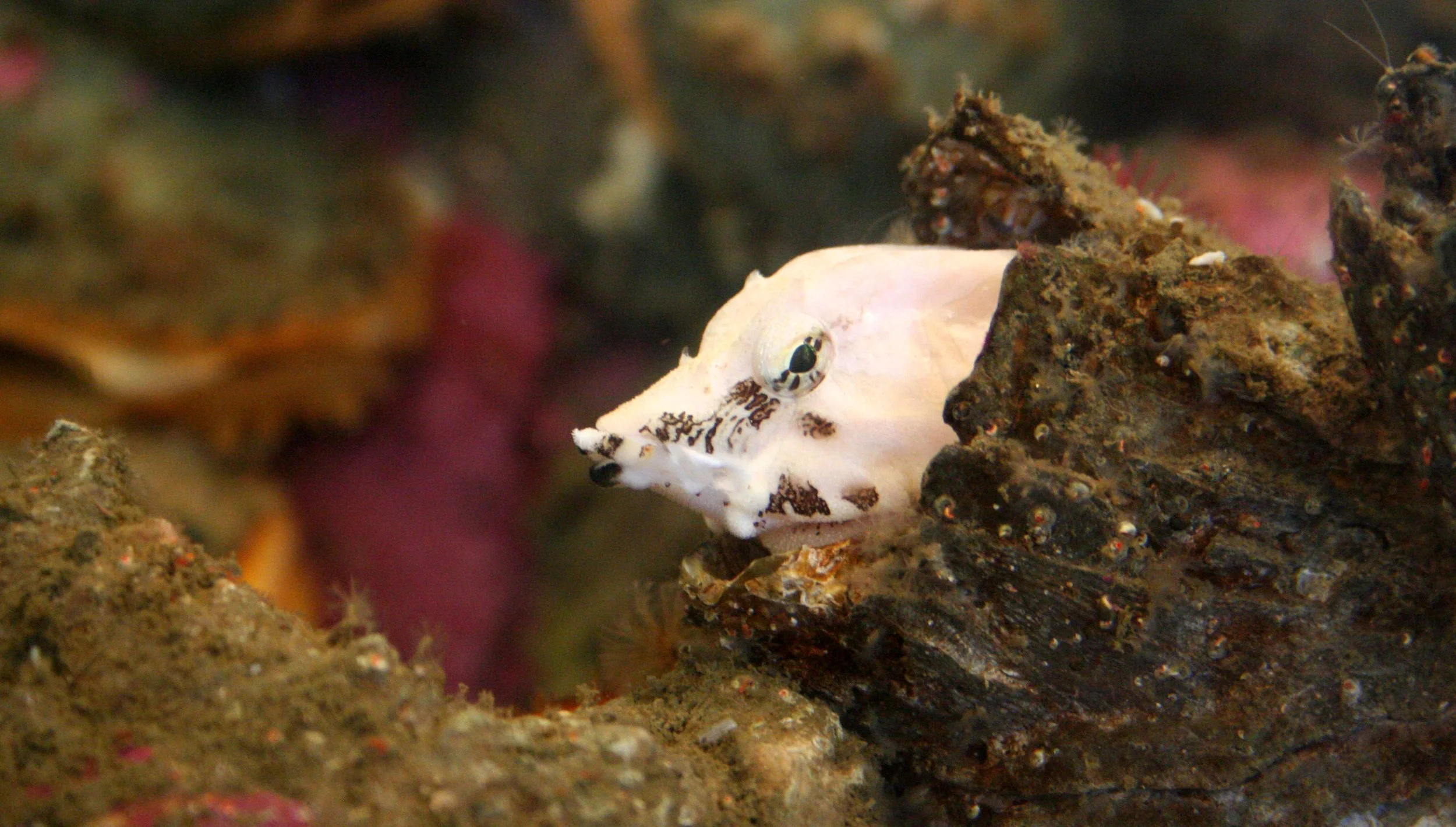 FISH - SPECIES UNIDENTIFIED - PORT TOWNSEND WA.JPG