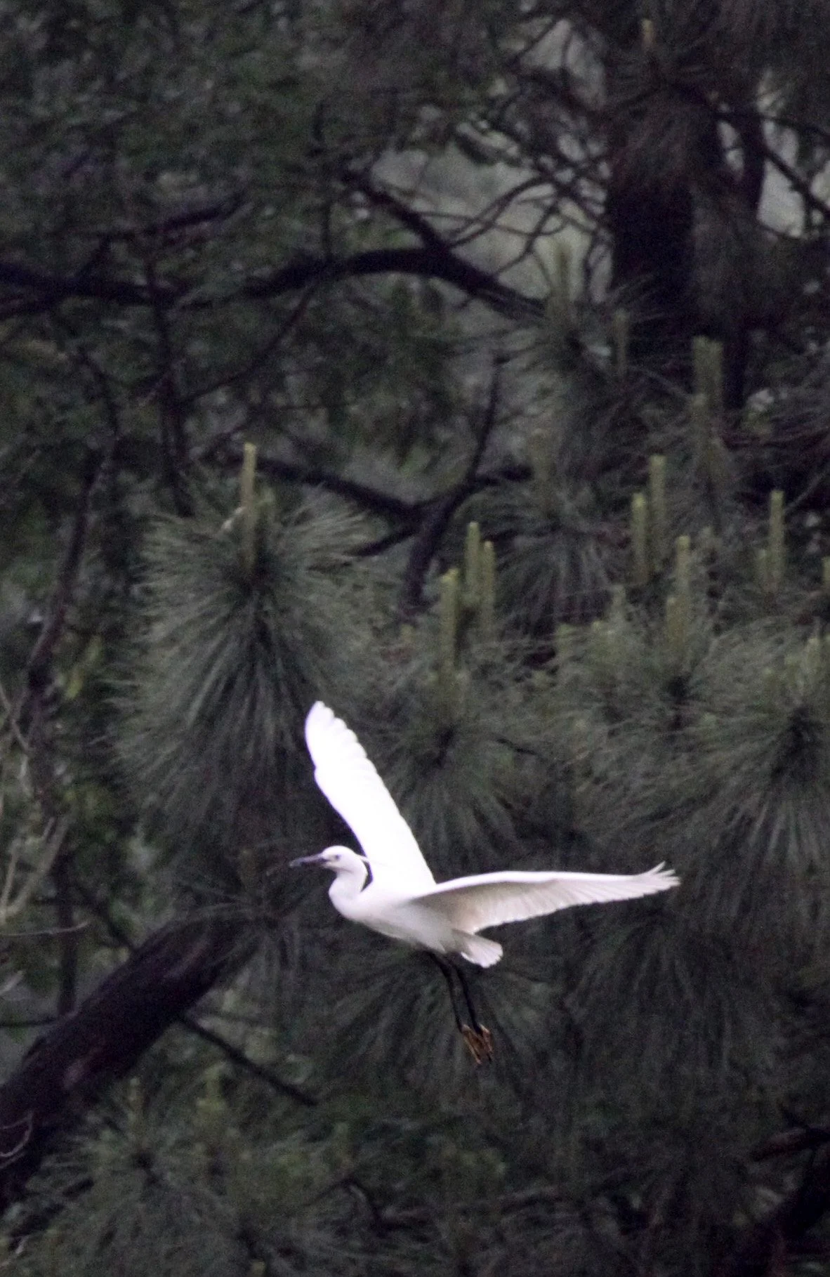 EGRET - LITTLE EGRET - Egretta garzetta - CHINESE ALLIGATOR BREEDING CENTER - XUANCHENG CHINA (5).JPG