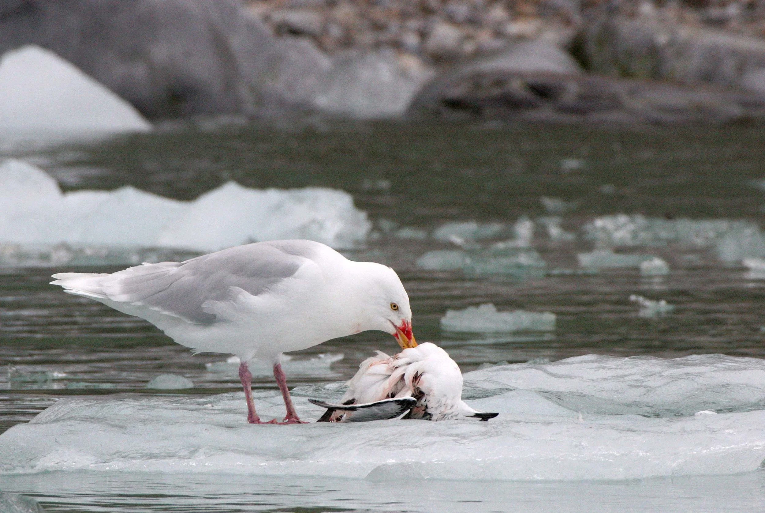 BIRD - GULL - GLAUCOUS GULL - SVALBARD (11).jpg