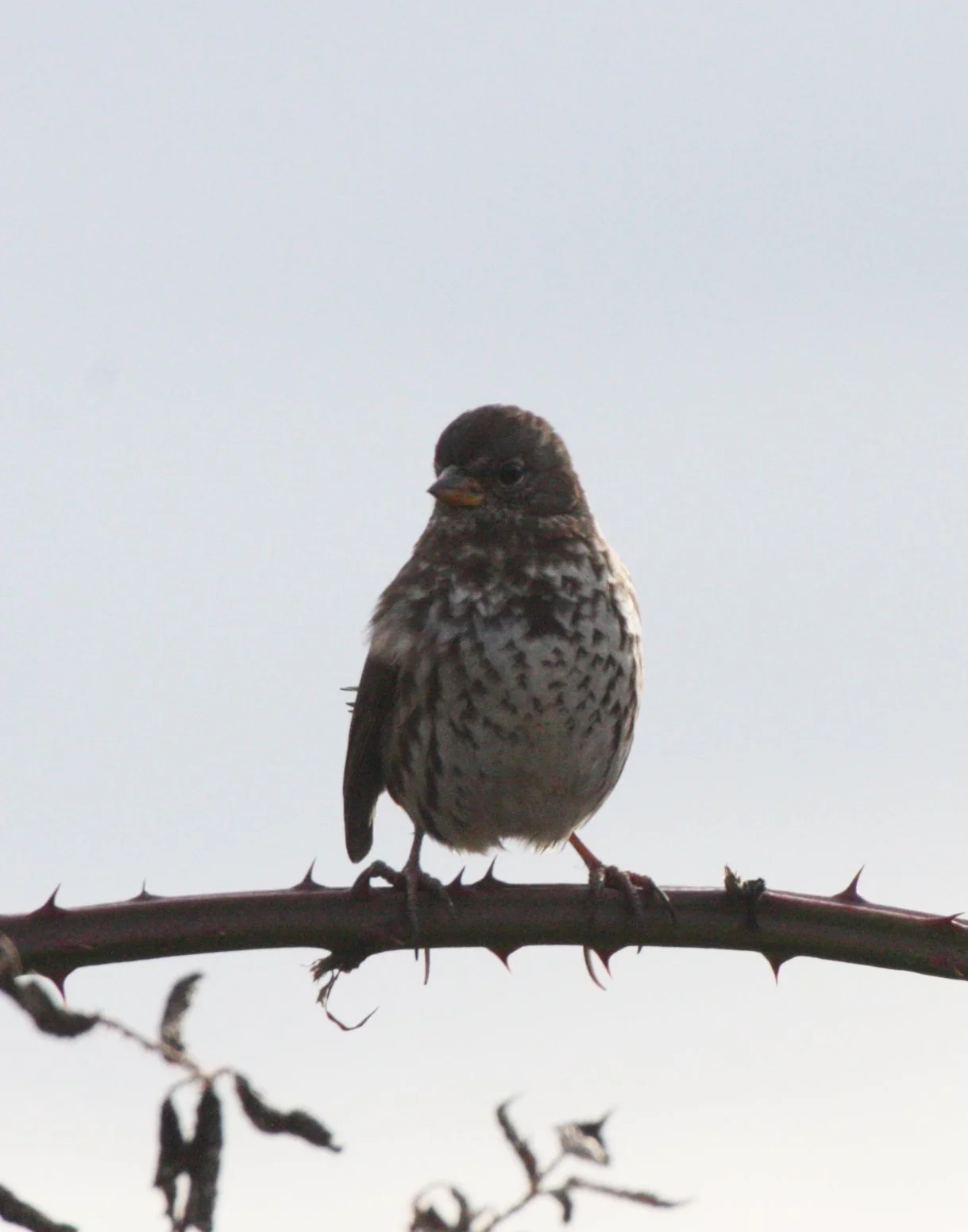 BIRD - SPARROW - FOX SPARROW - JAMESTOWN WA (20).JPG