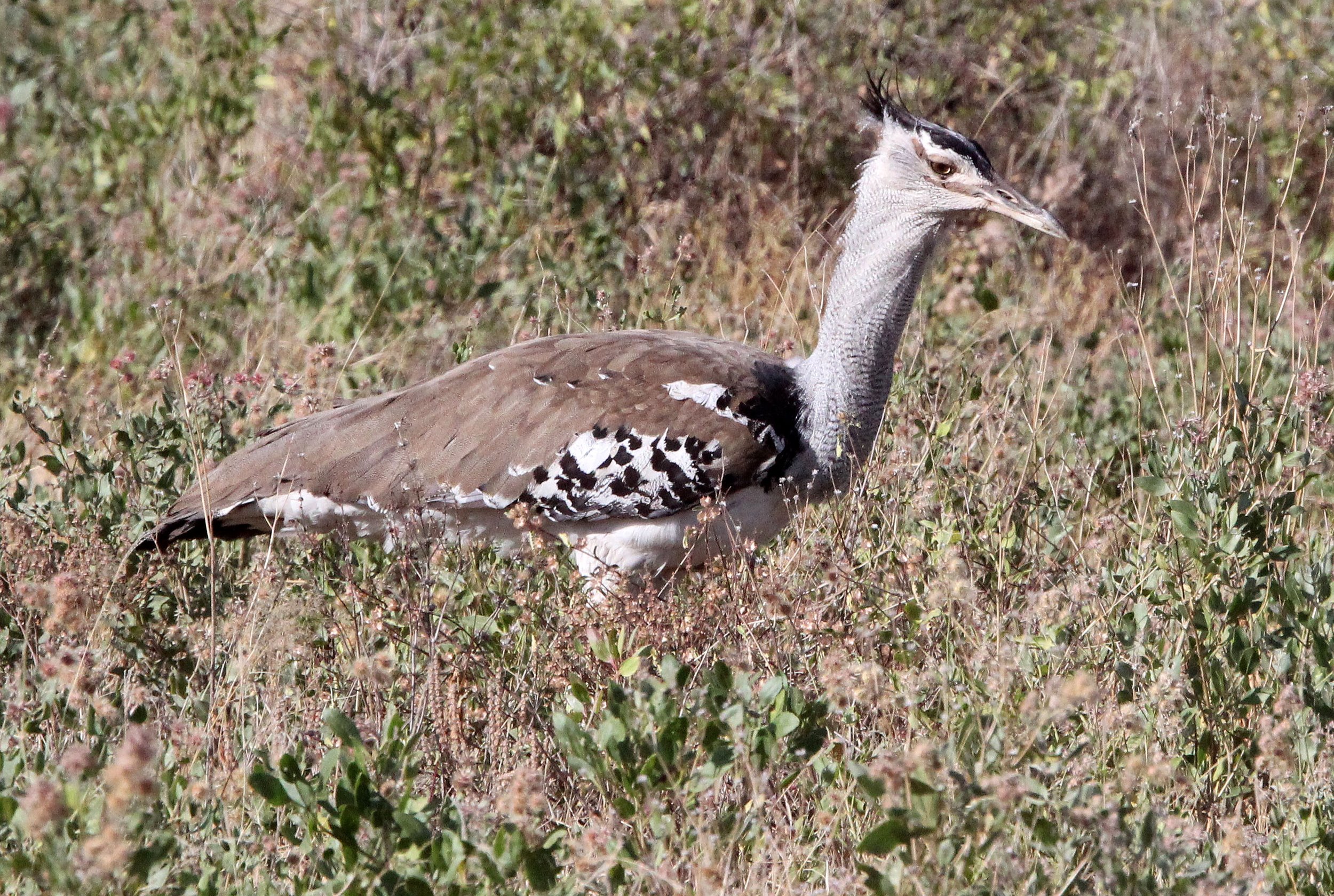 Kori bustard (Ardeotis kori) Samburu NP, Kenya (6).JPG