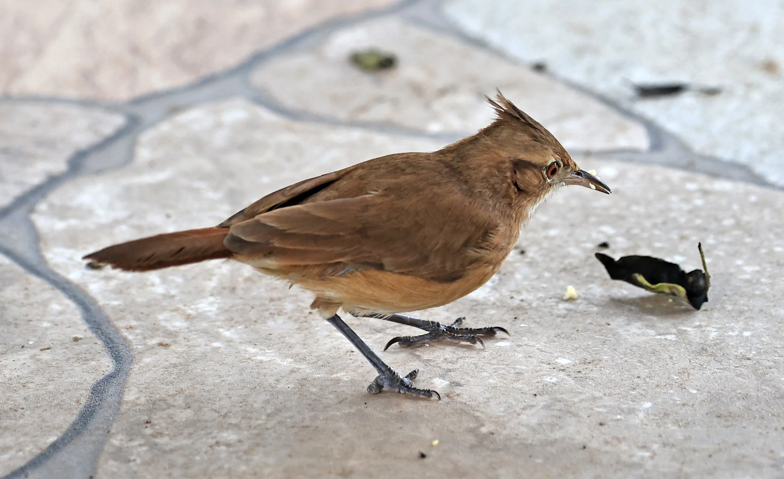 Crested Hornero (Furnarius cristatus) Hotel Campestre Iparoma Paraguay (4).jpg