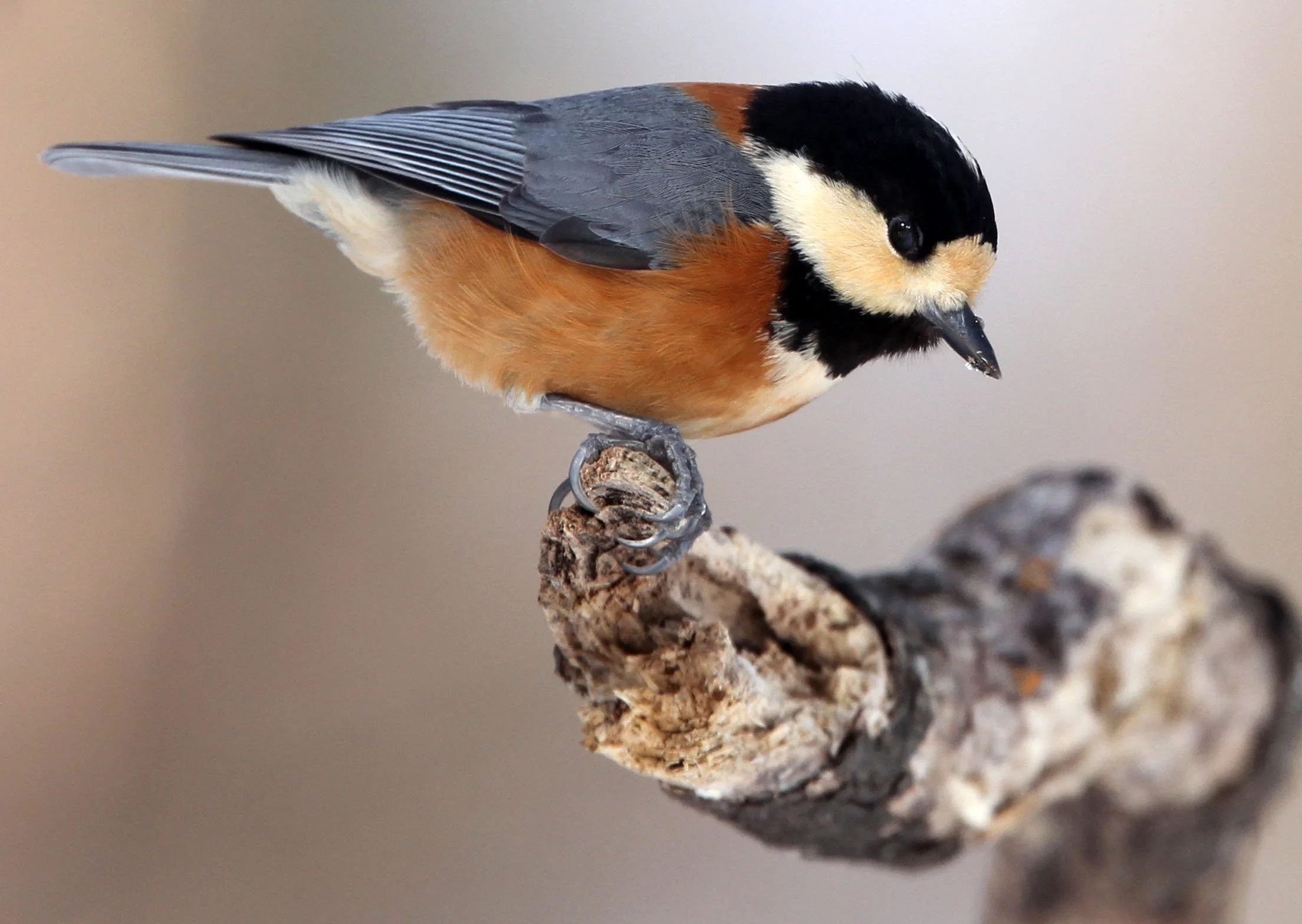 Varied Tit (Sittiparus varia) Kinohiroba Park, Abashiri Hokkaido, Japan (13).JPG