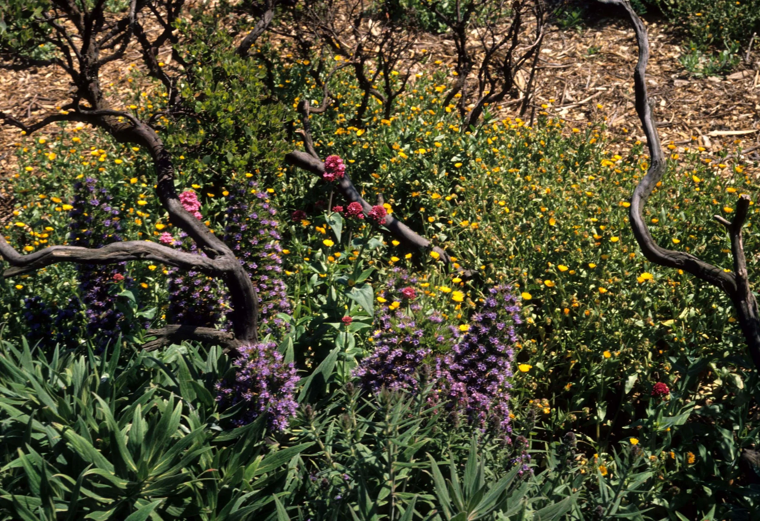 CALIFORNIA - REDWOODS NP - PLANT SPECIES G.jpg