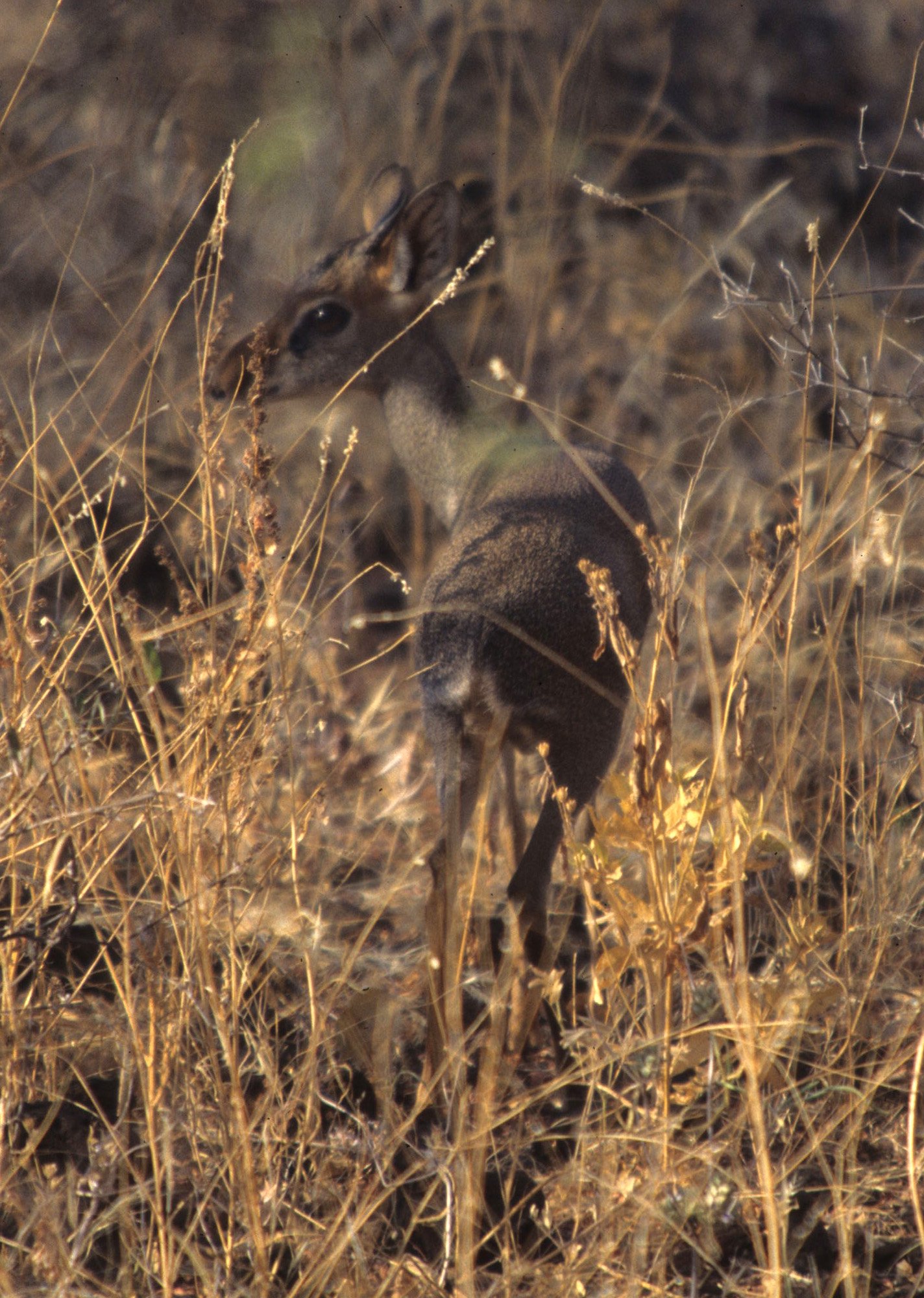 BOVID - DIK DIK - KIRKS - SERENGETI (11).jpg