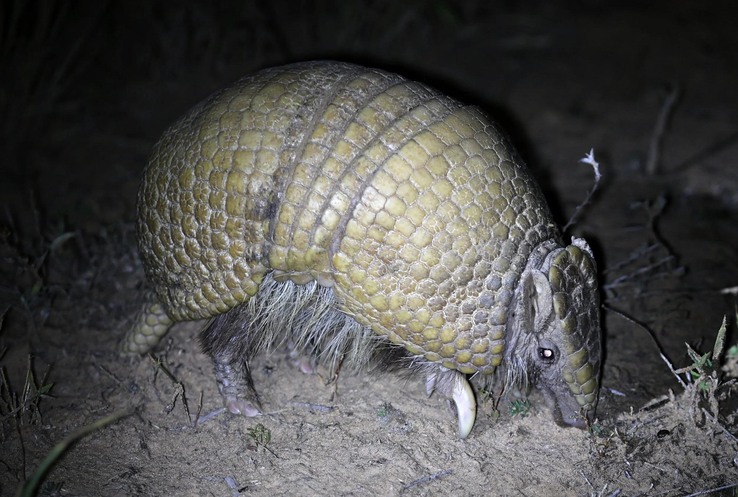 Southern Three-banded Armadillo (Tolypeutes matacus)