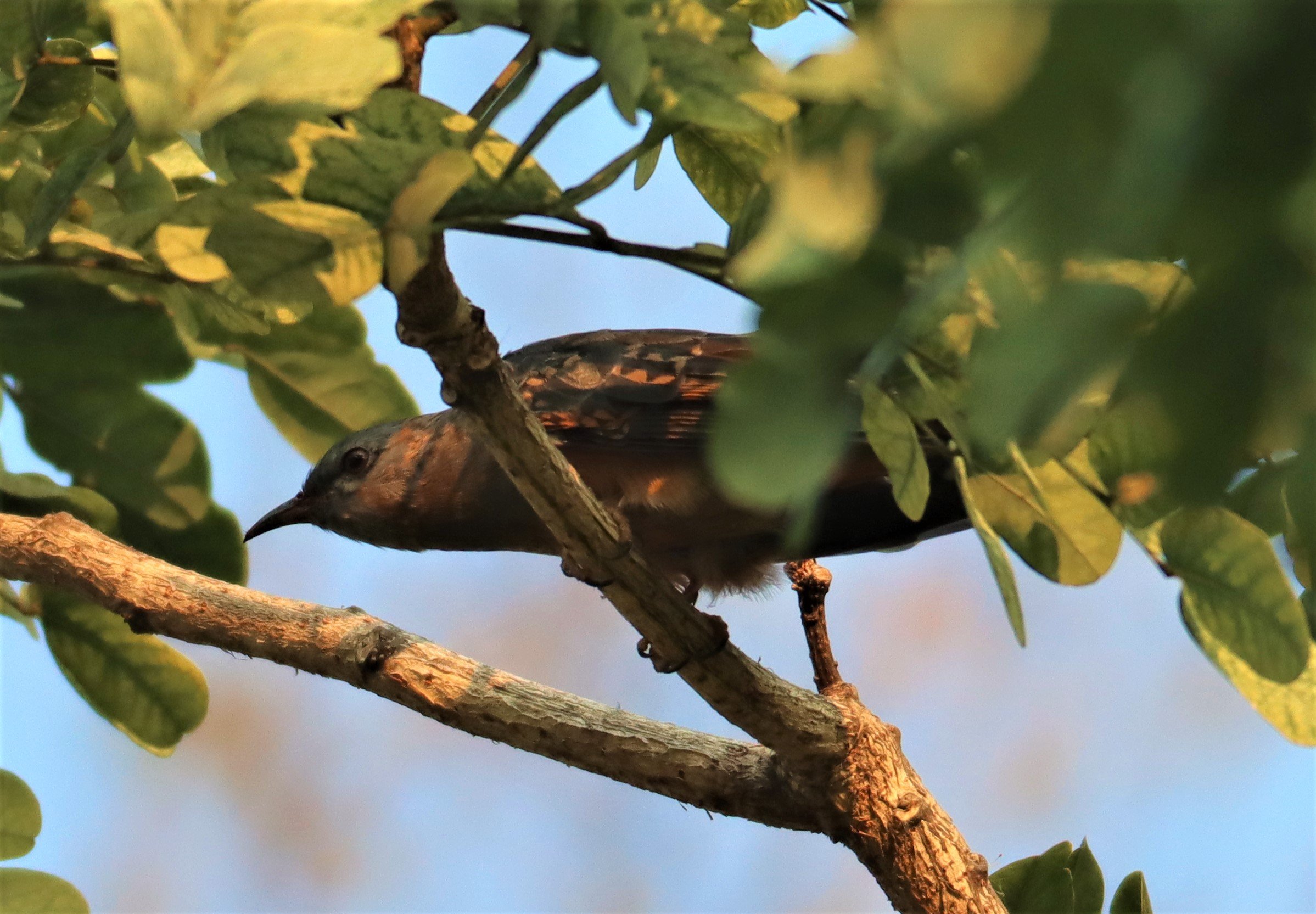 Violet Cuckoo (Chrysococcyx xanthorhynchus) Rama IX Park Bangkok (18).jpg
