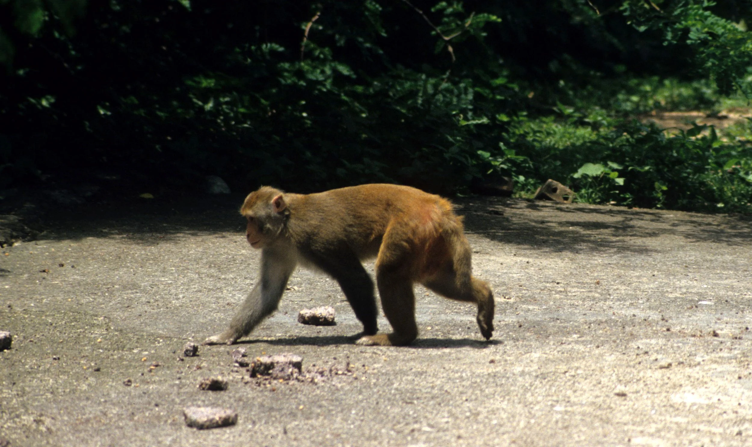 PRIMATE - MACAQUE - BEAR MACAQUE - MACACUS ARCTOIDES - HALONG BAY MONKEY ISLAND (2).jpg