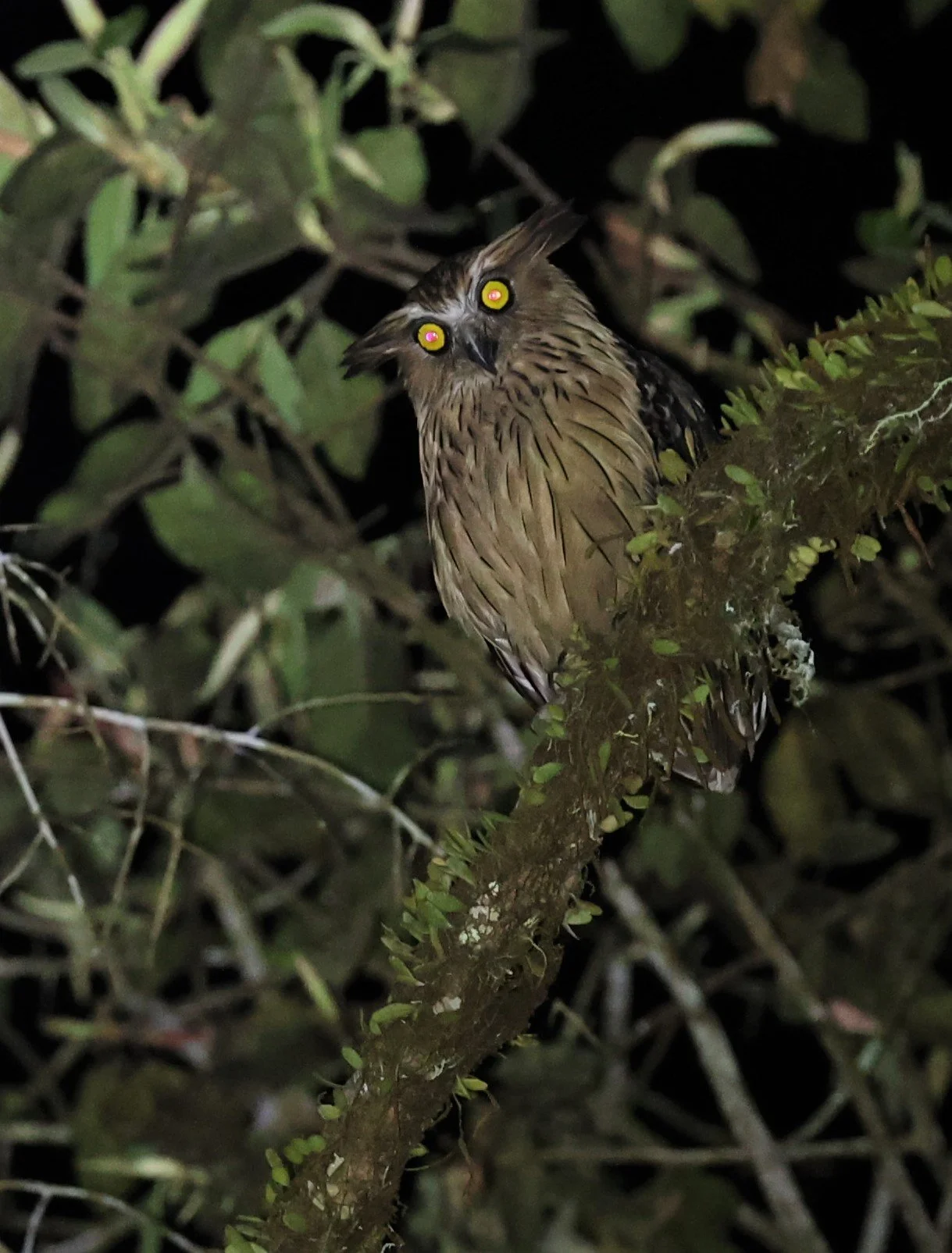 OWL - BUFFY FISH OWL - Ketupa ketupu - KRUNG CHING, KHAO LUANG NP, JAN 2022 (18).jpg