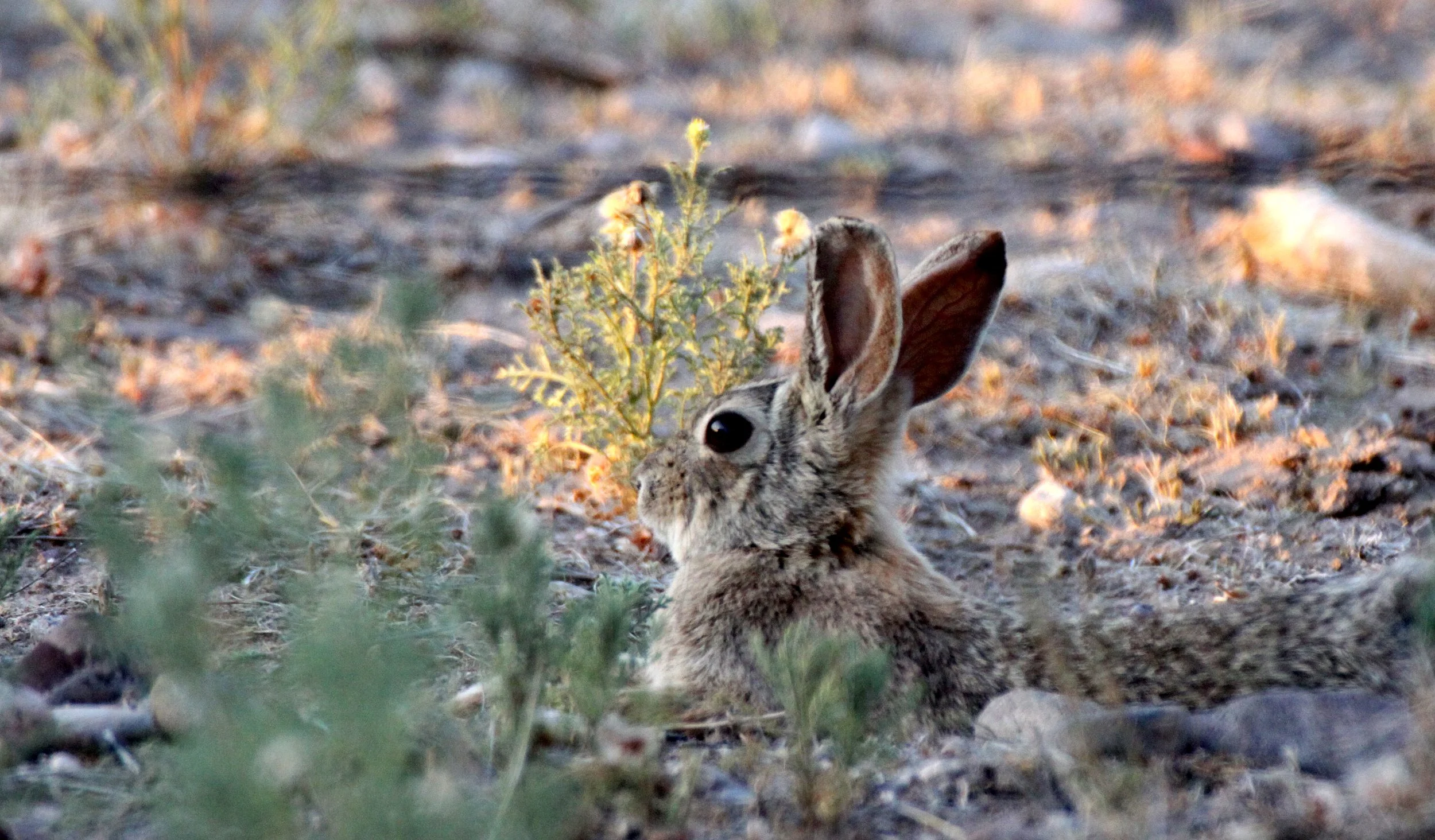 LAGOMORPH - RABBIT - DESERT COTTONTAIL RABBIT - TRUTH OR CONSEQUENCES NEW MEXICO (6).JPG