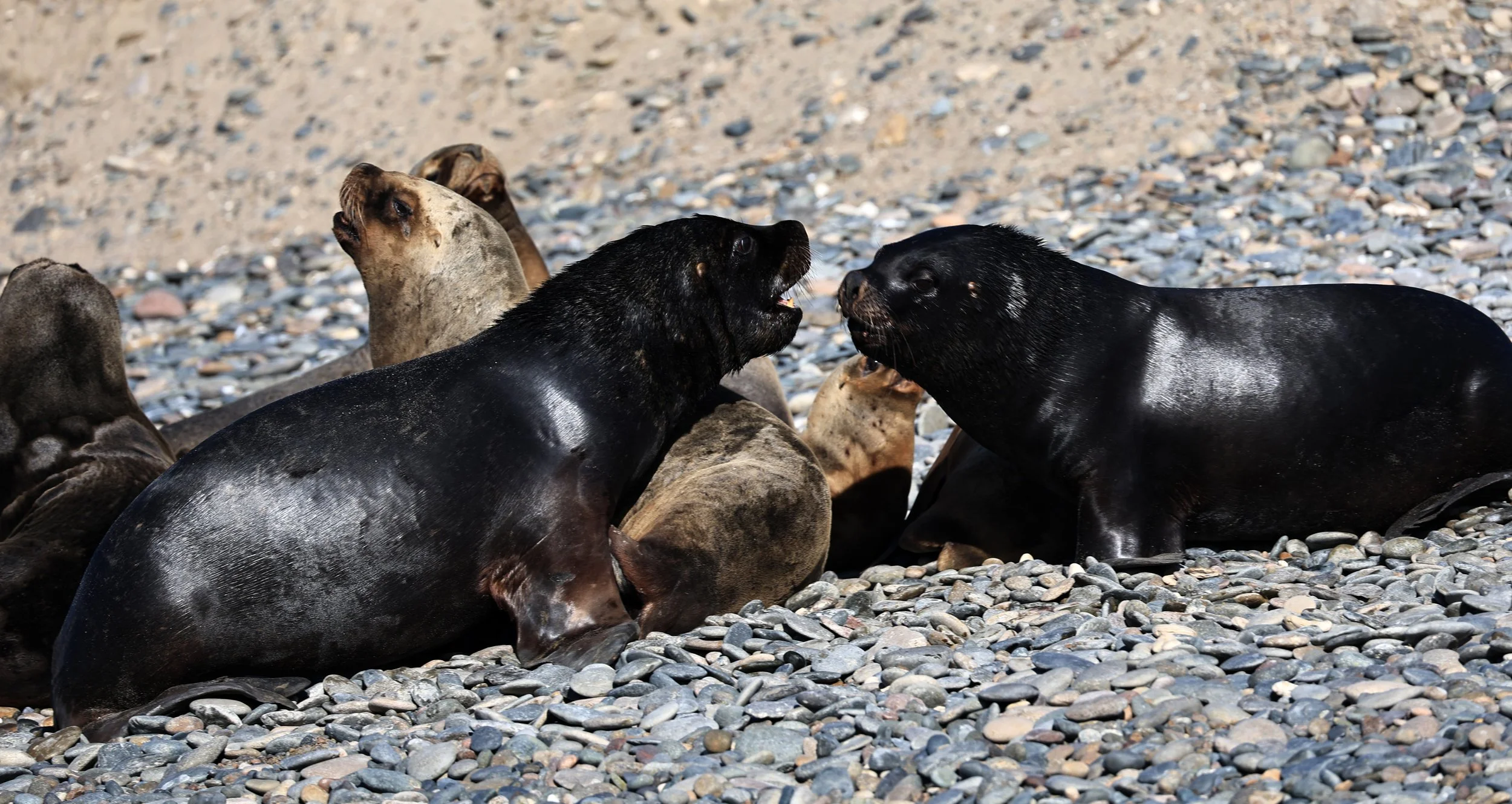 South American Sea Lion (Otaria flavescens) Puerto Rawson Argentina (26).jpg