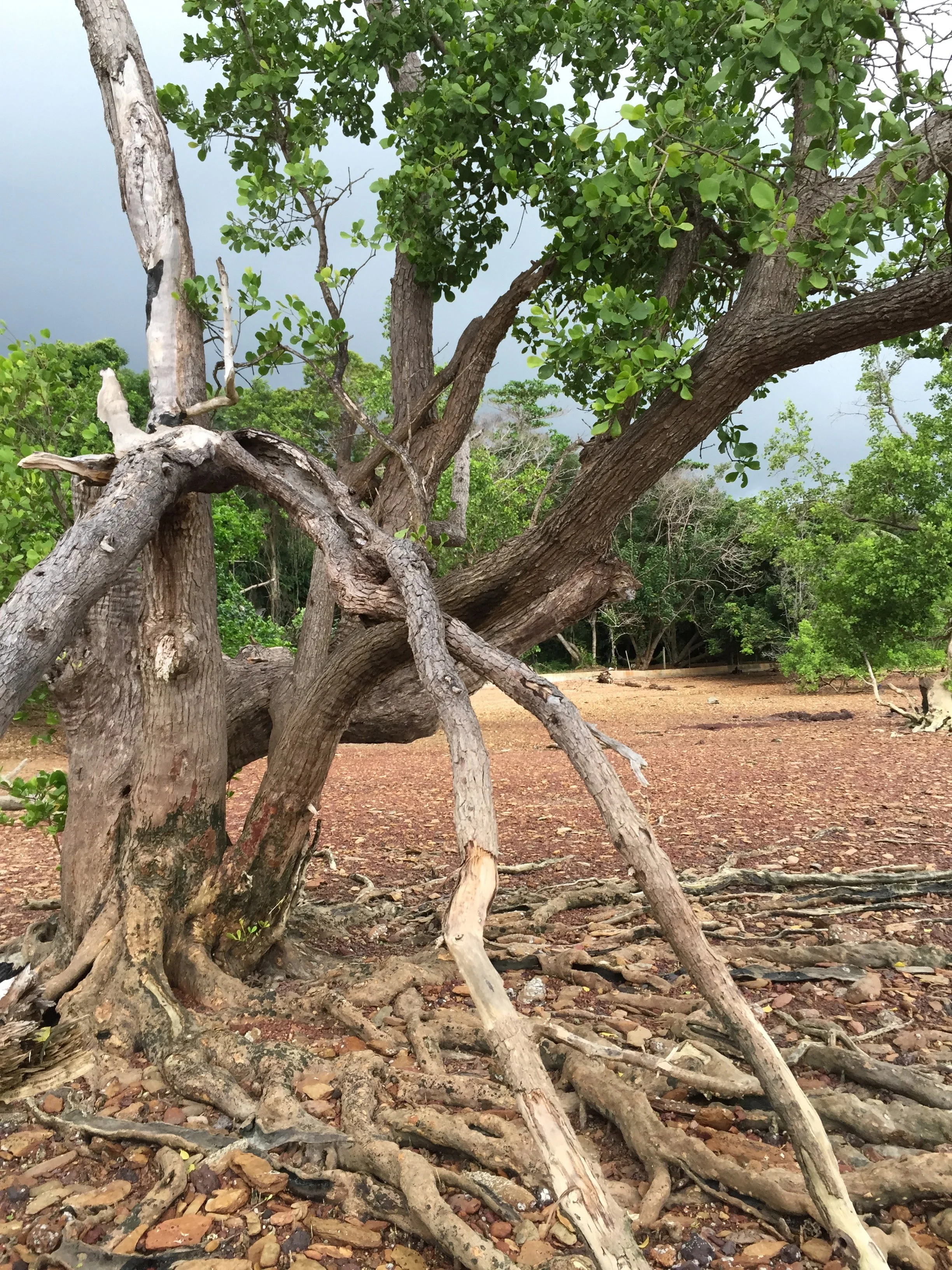2015 Koh Lanta Garden & Nature (217).jpg