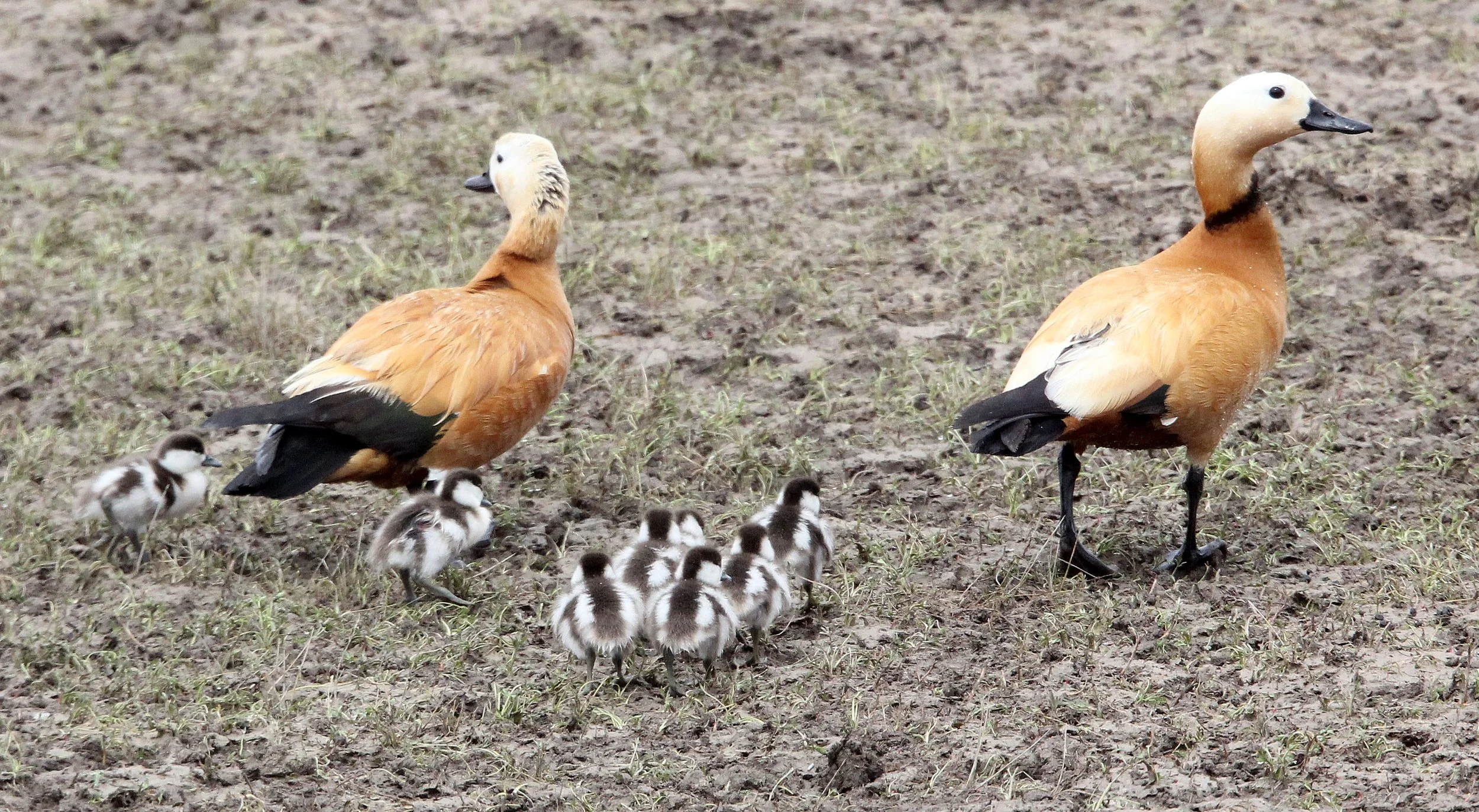 SHELDUCK - RUDDY SHELDUCK  - Tadorna ferruginea - QINGHAI LAKE CHINA (27).JPG