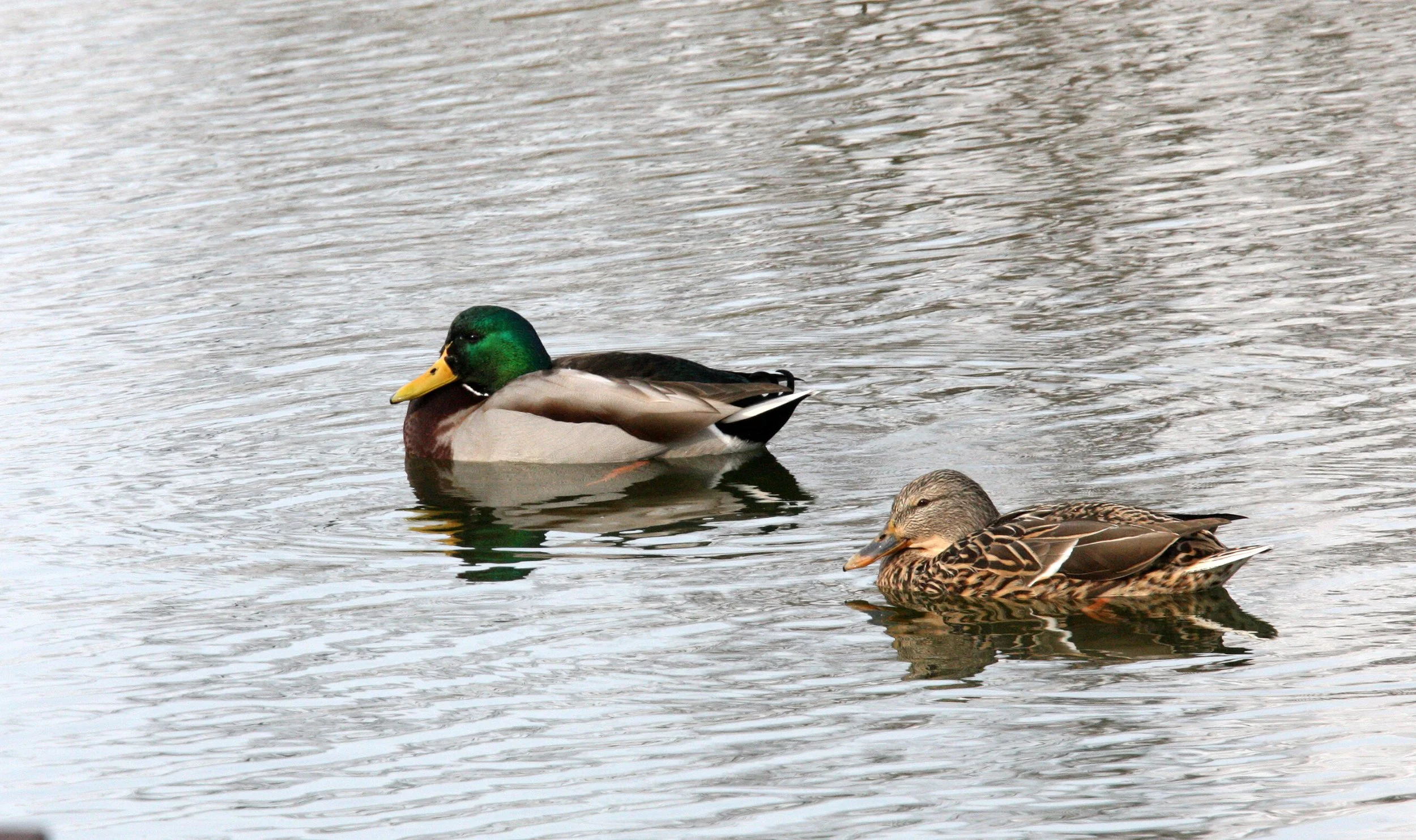 DUCK - MALLARD - Anas platyrhynchos - MATSUMOTO JAPAN (1).JPG