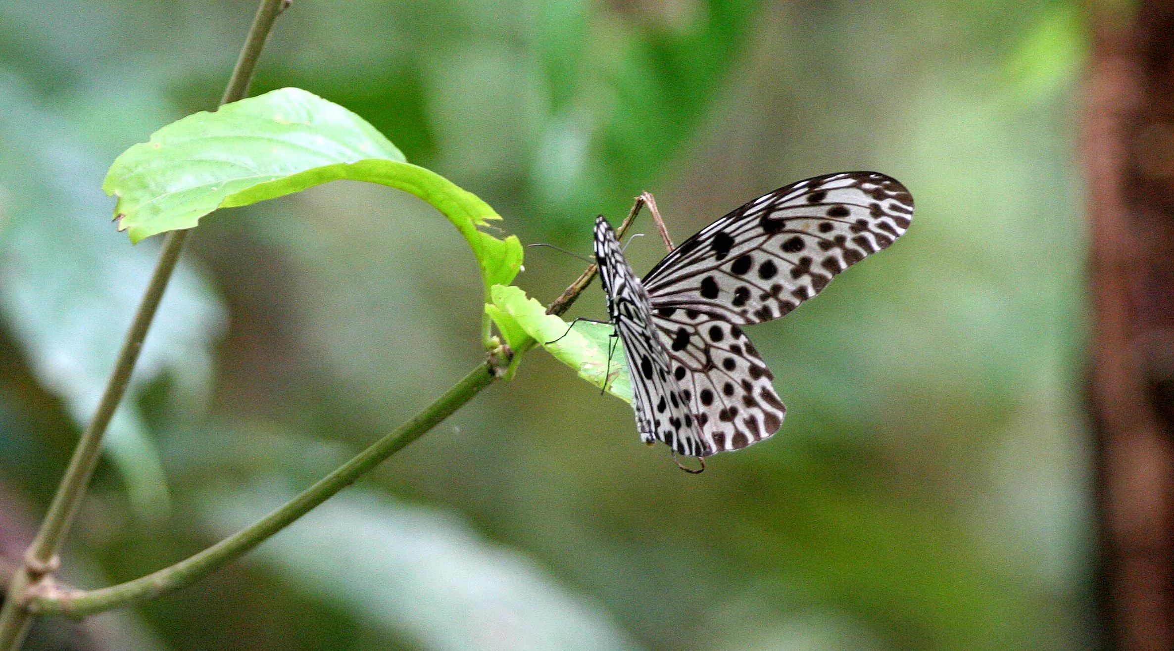 Paplionidae - Tree Nymph (Idea stolli) Thailand