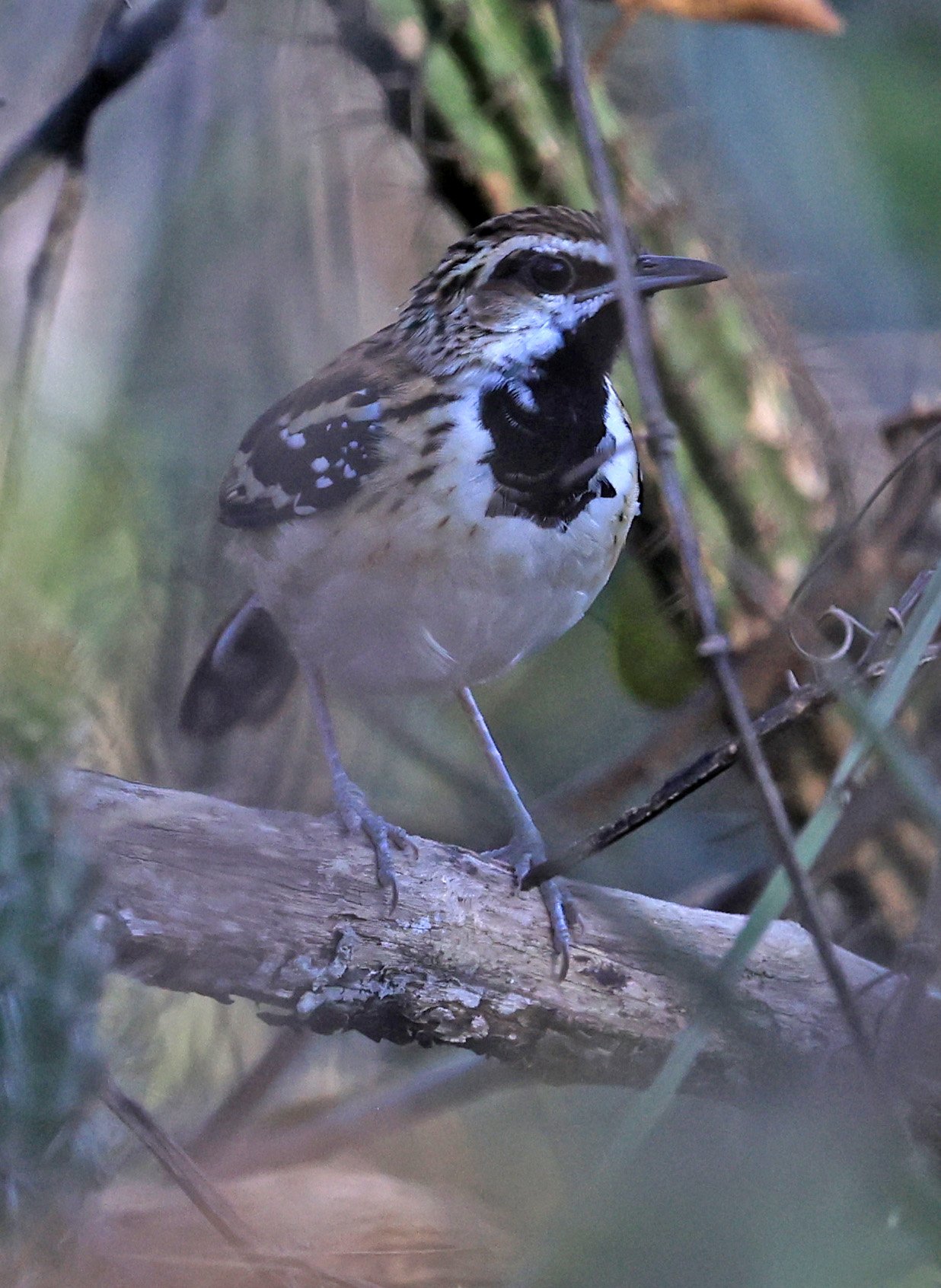 Stripe-backed Antbird (Myrmorchilus strigilatus) Agua Dulce Paraguay (3).jpg