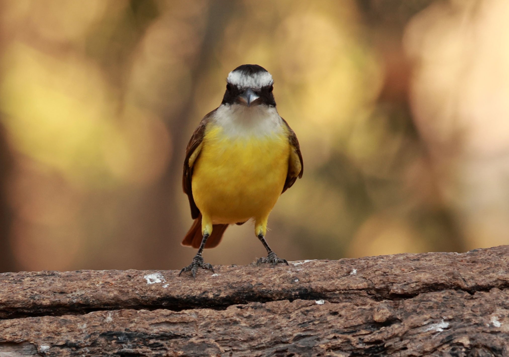 Kiskadee - Great Kiskadee - Pitangus sulphuratus - Porto Alegre Lodge, Pantanal (2).jpg