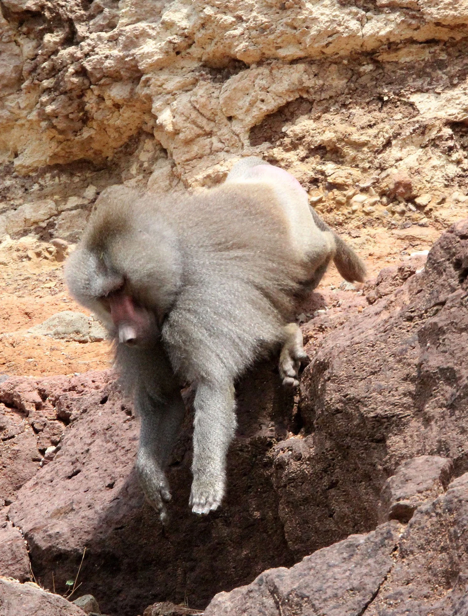 CERCOPITHECIDAE - Papio hamadryas - HAMADRYAS BABOON - AWASH NATIONAL PARK ETHIOPIA (175).JPG