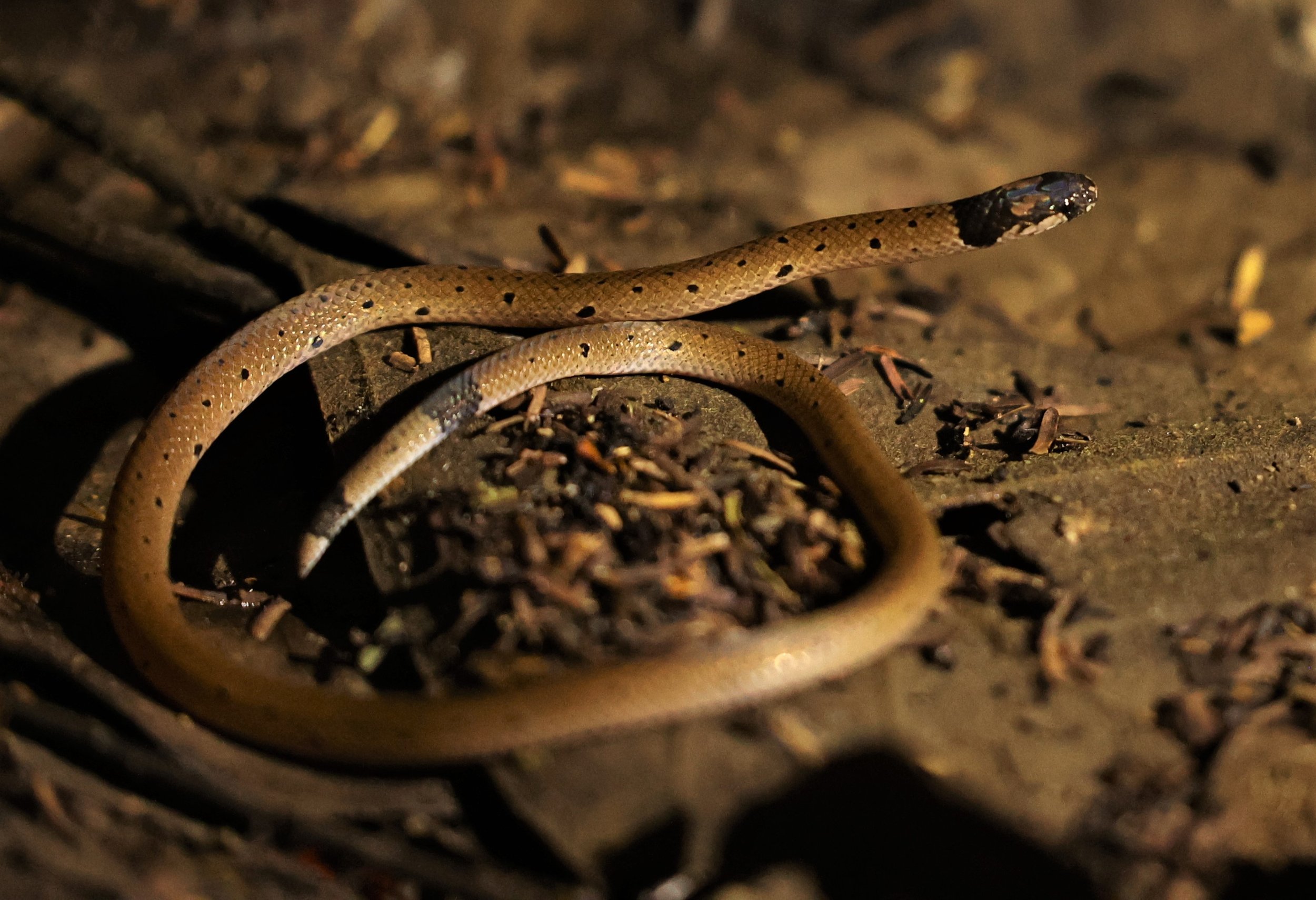 Small-spotted coral snake (Calliophis maculiceps) Baan Maka Petchaburi Thailand 