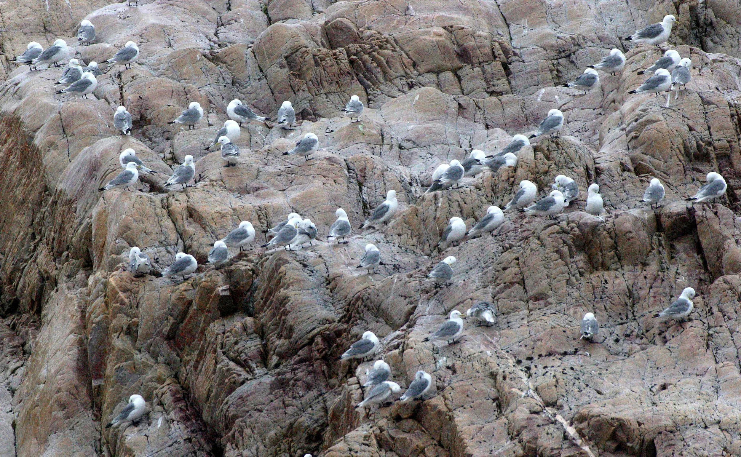 BIRD - KITTIWAKE - BLACK-LEGGED - SVALBARD.jpg