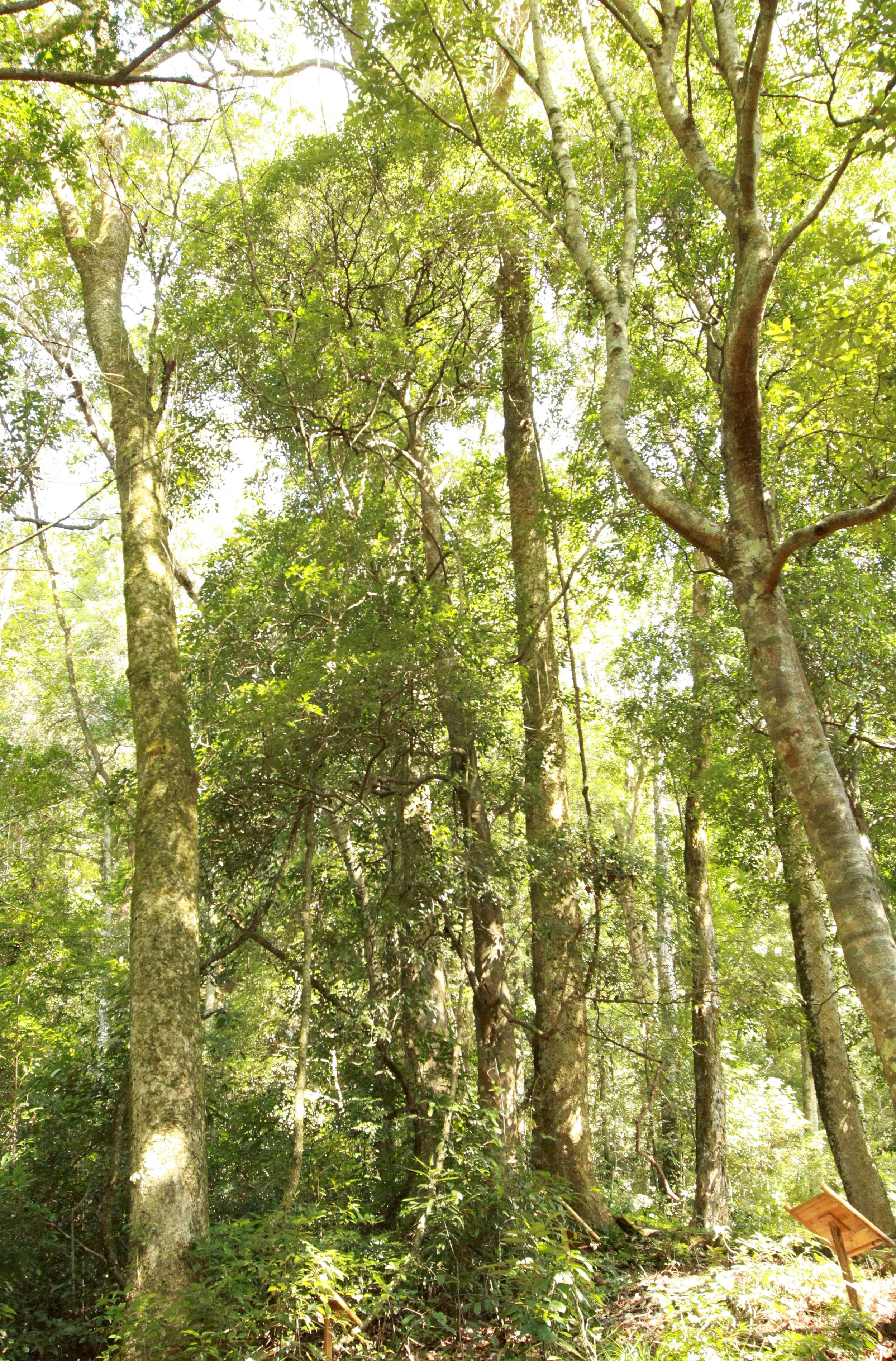 CHINESE YEW RESERVE - FUJIAN CHINA (10).JPG