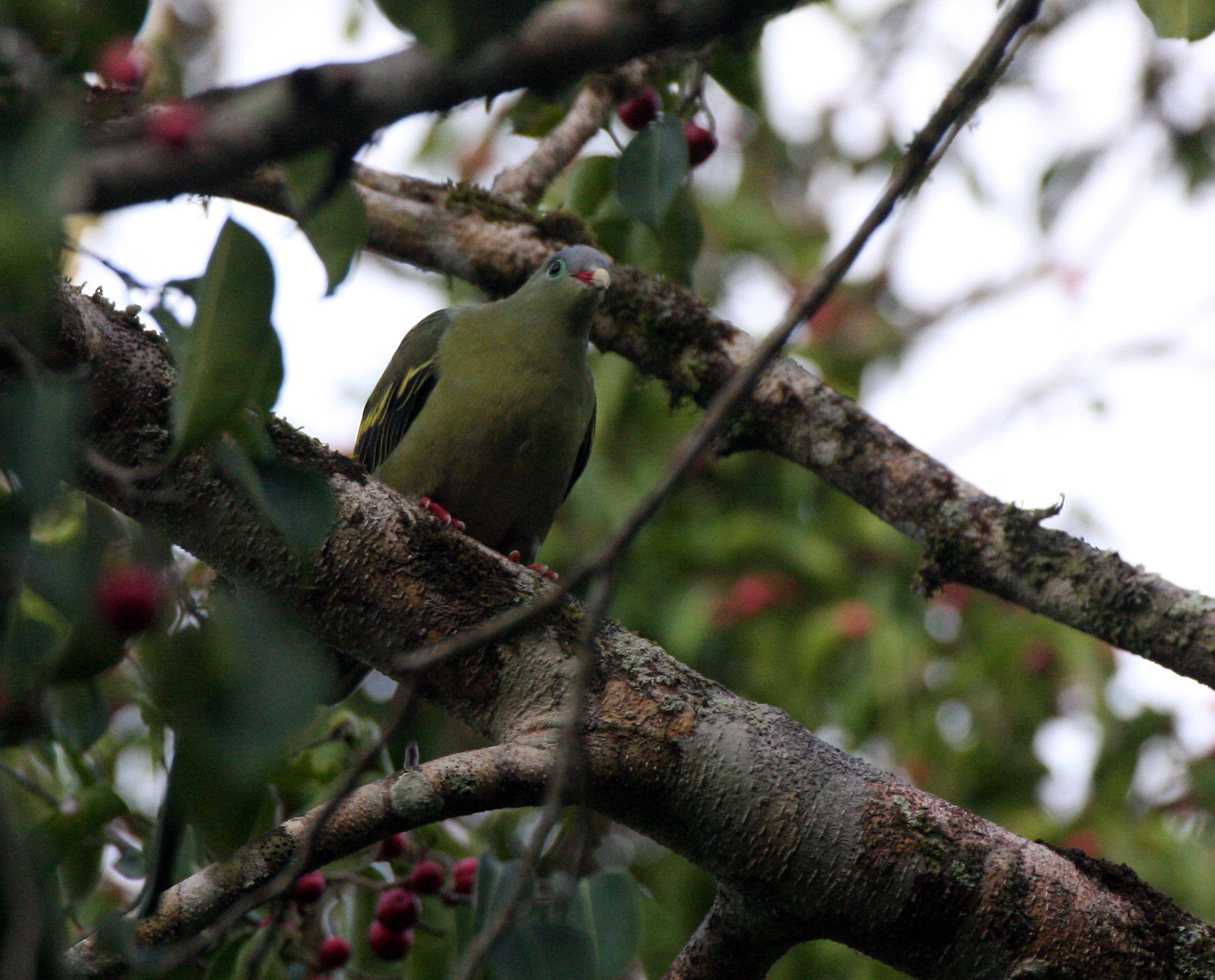 Thick-billed Green Pigeon (Treron curvirostra) Kaeng Krachan NP Thailand (17).JPG